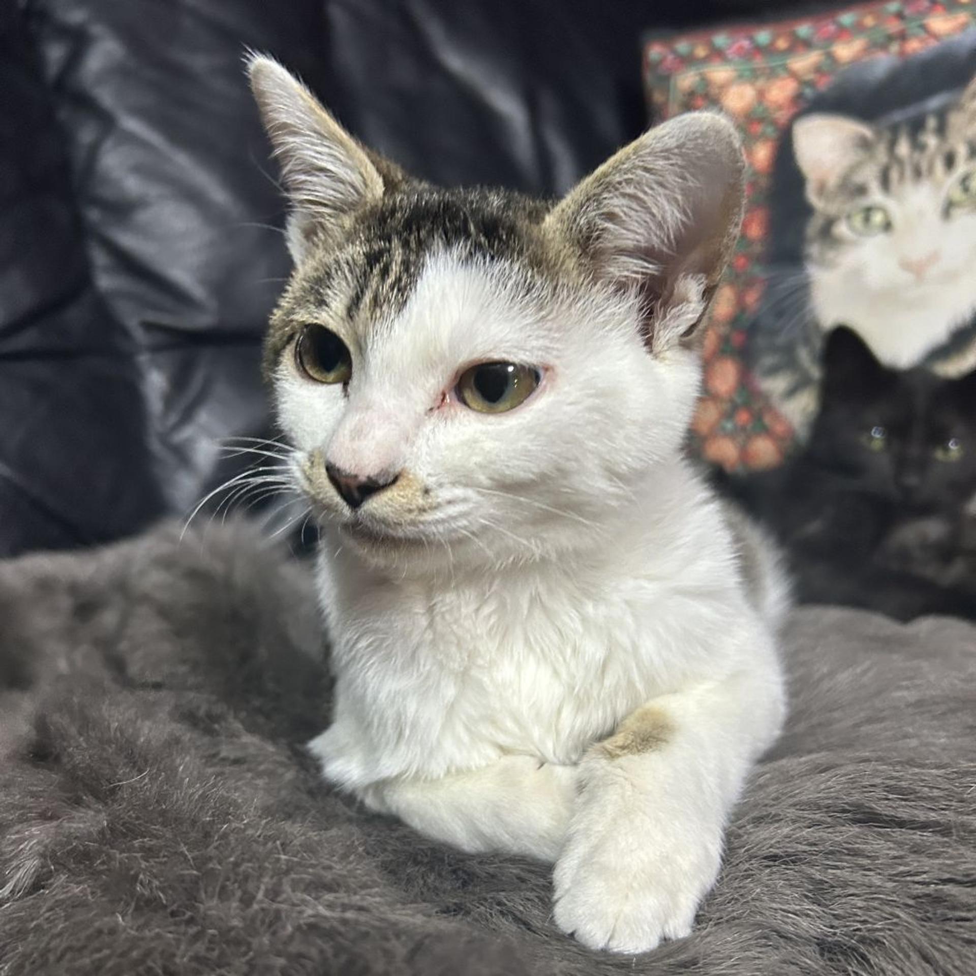 pet-image-5