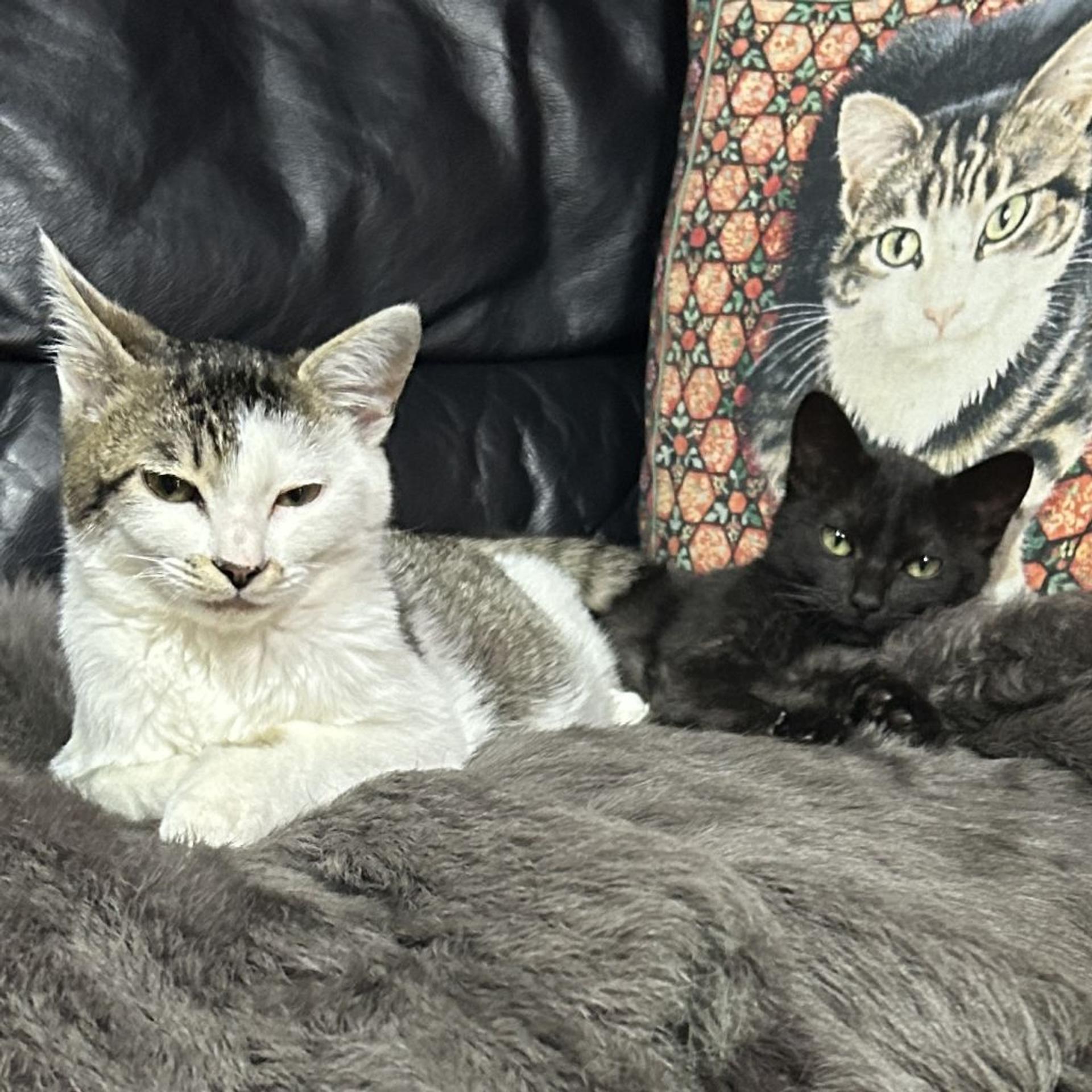 pet-image-7
