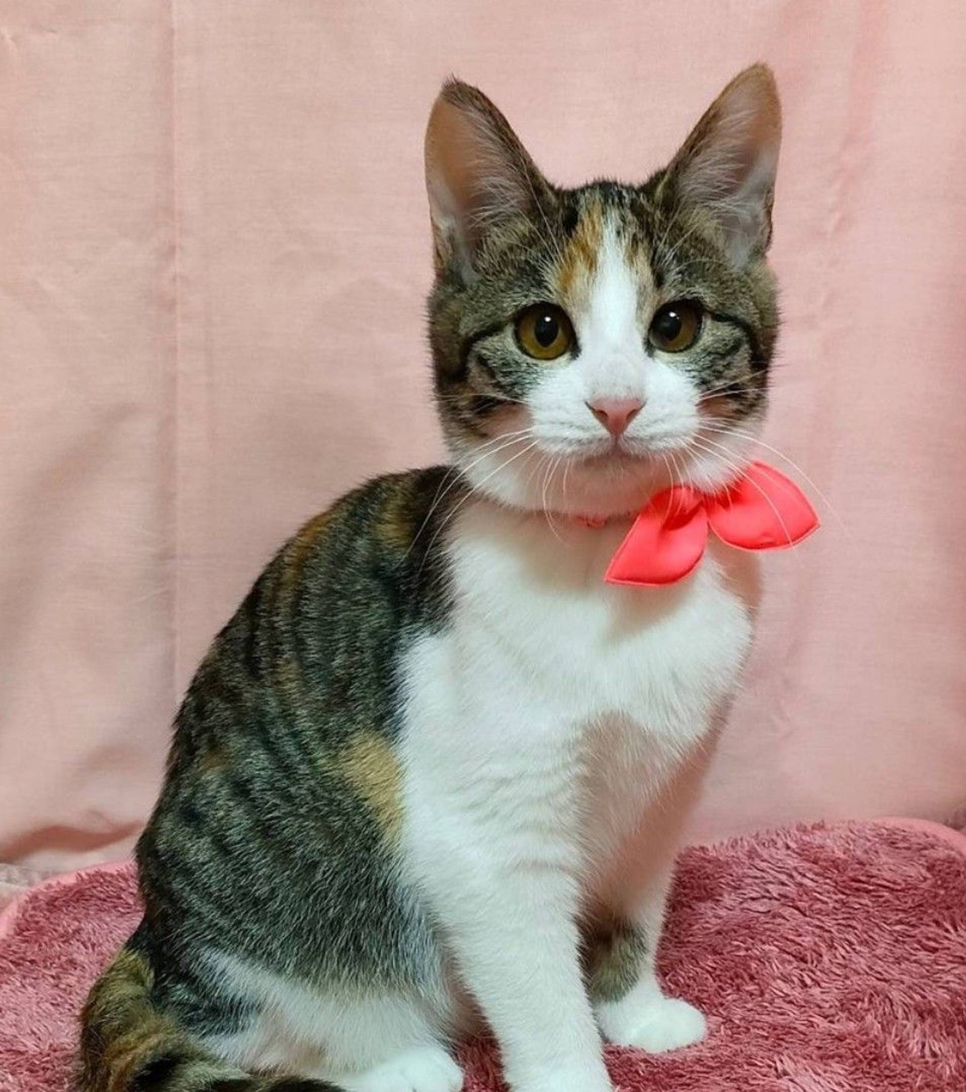 雑種（ミックス猫）・メスの里親募集の写真