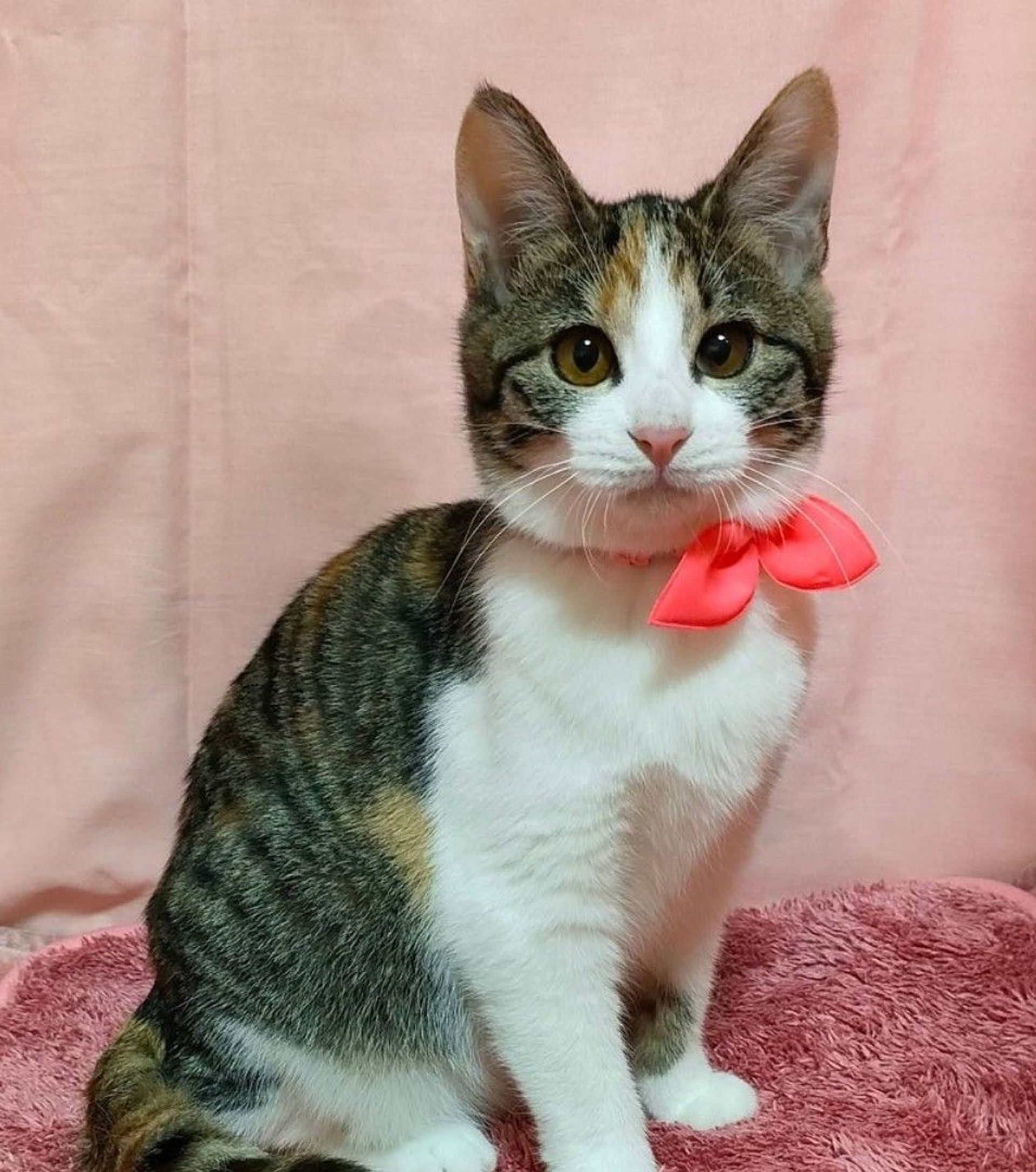 雑種（ミックス猫）・メスの里親募集の写真