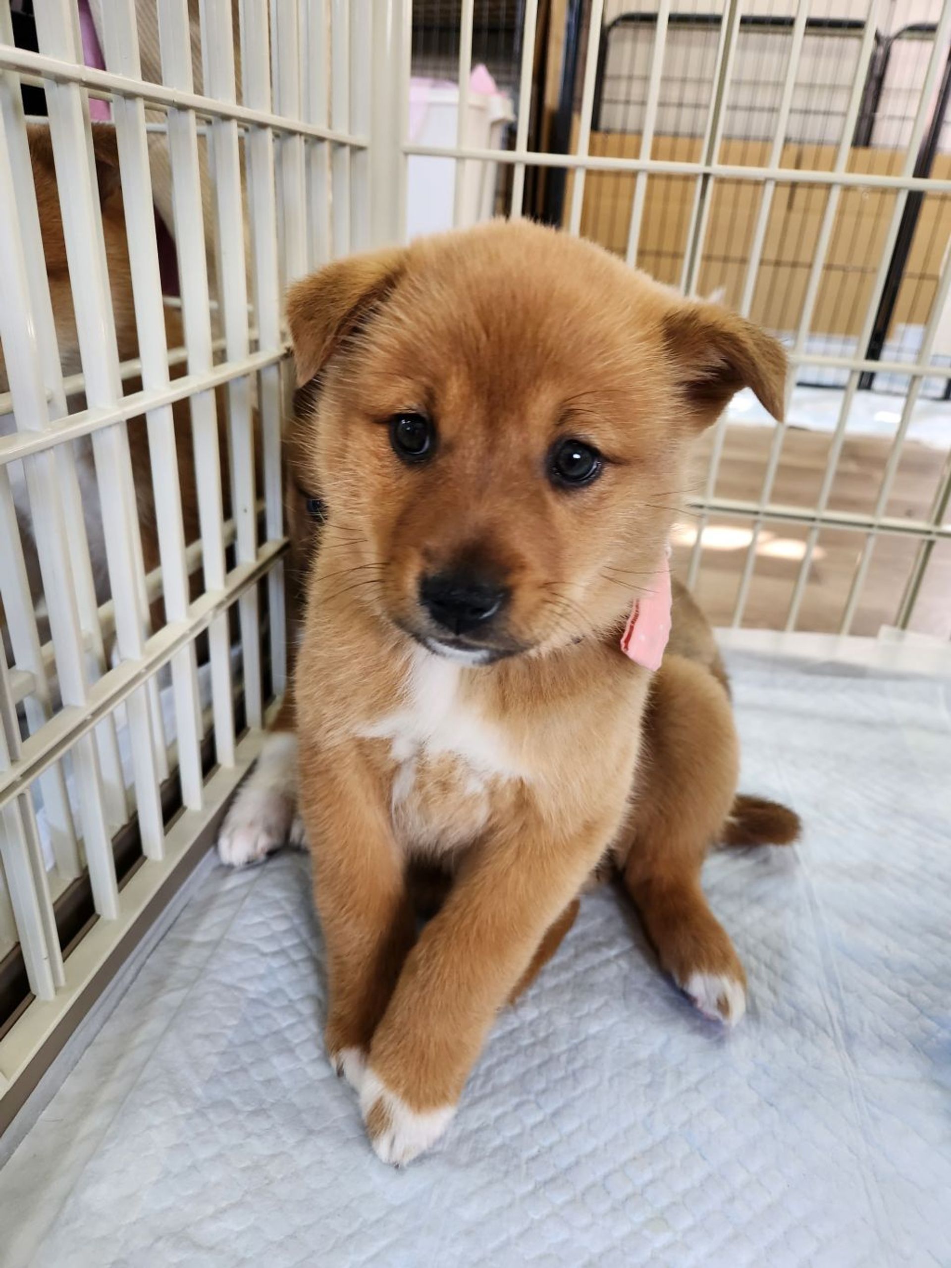 雑種（ミックス犬）・メスの里親募集の写真
