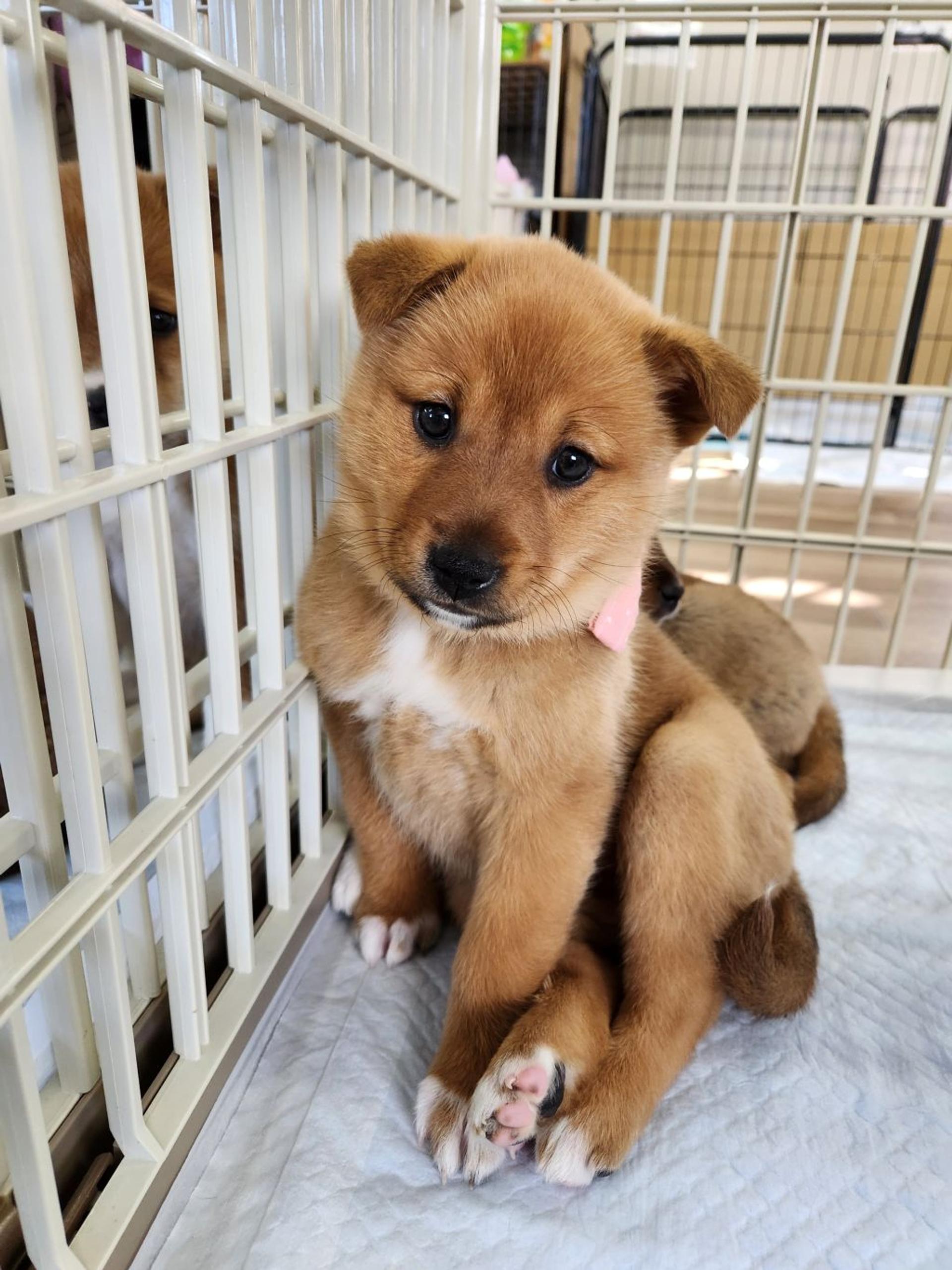 pet-image-2