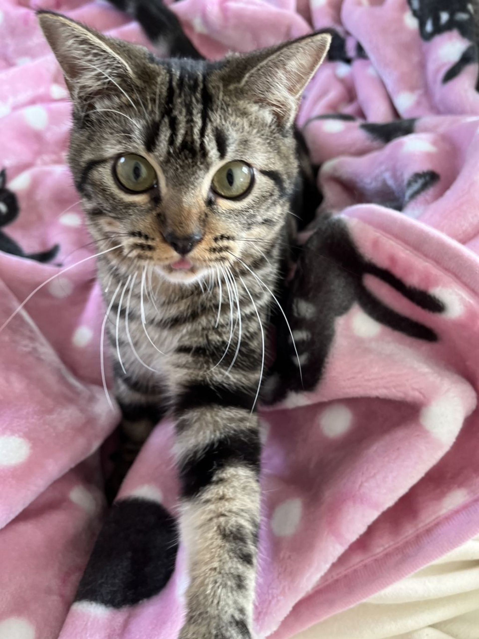 雑種（ミックス猫）・オスの里親募集の写真