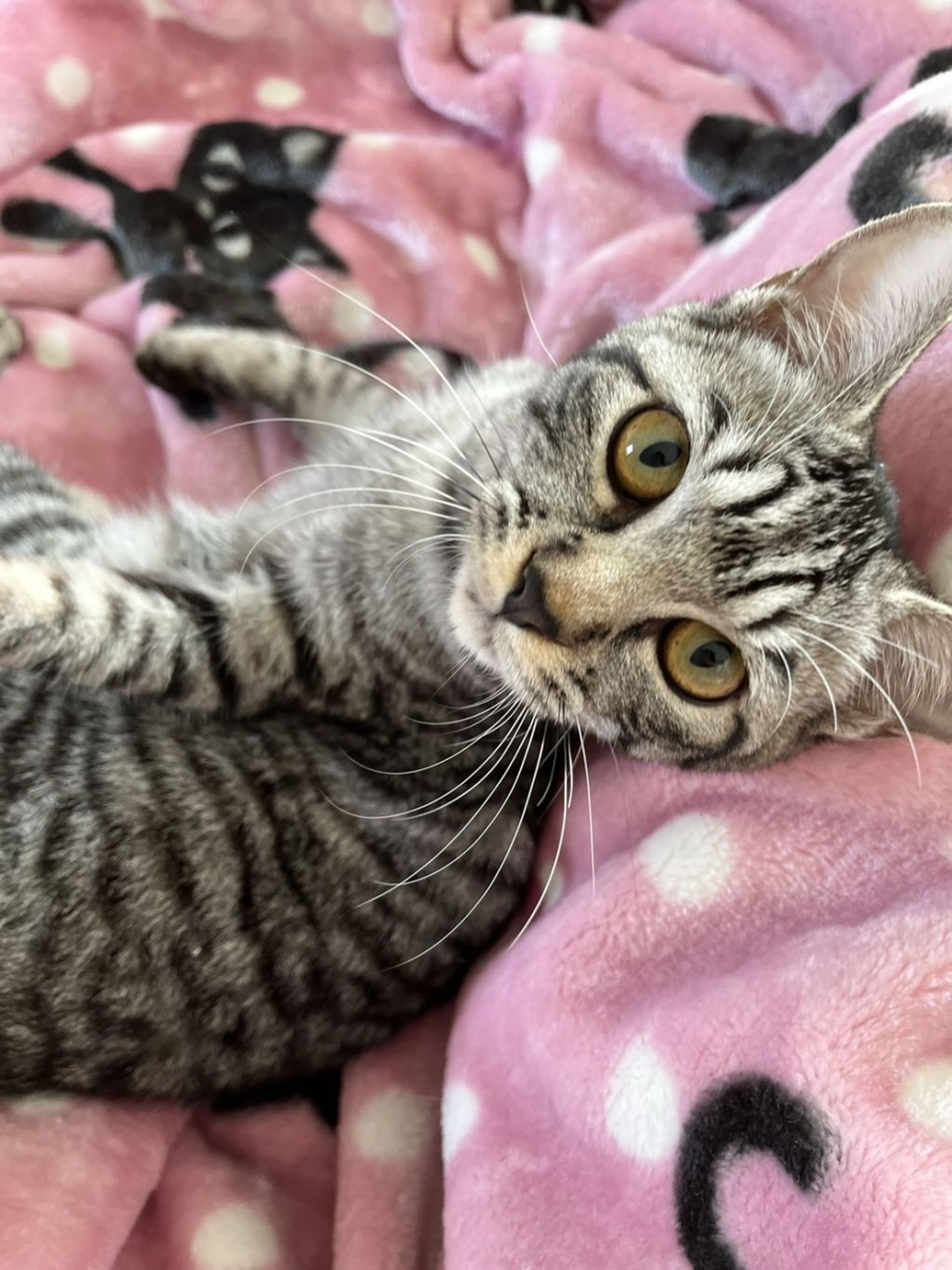 雑種（ミックス猫）・メスの里親募集の写真