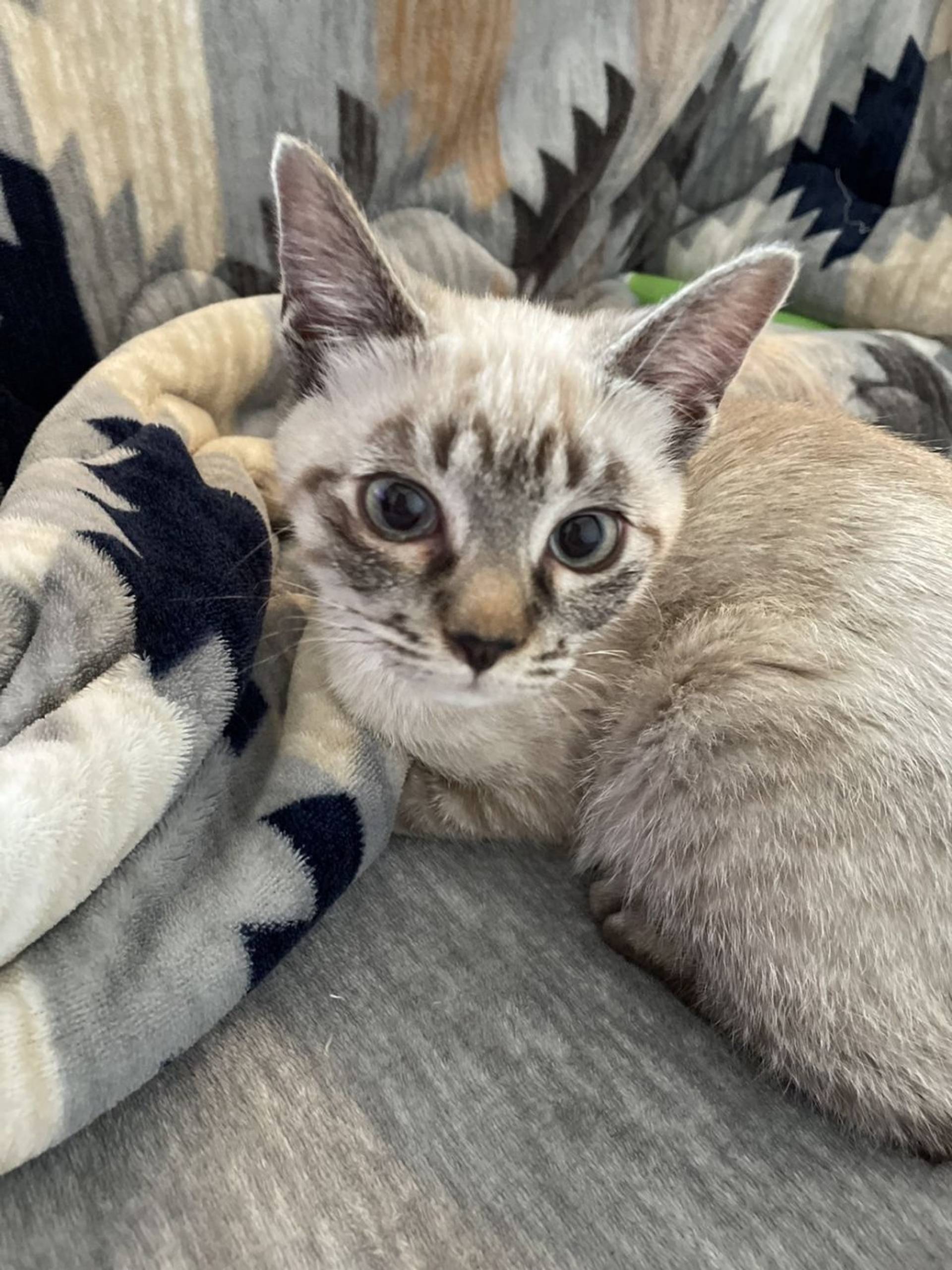雑種（ミックス猫）・メスの里親募集の写真