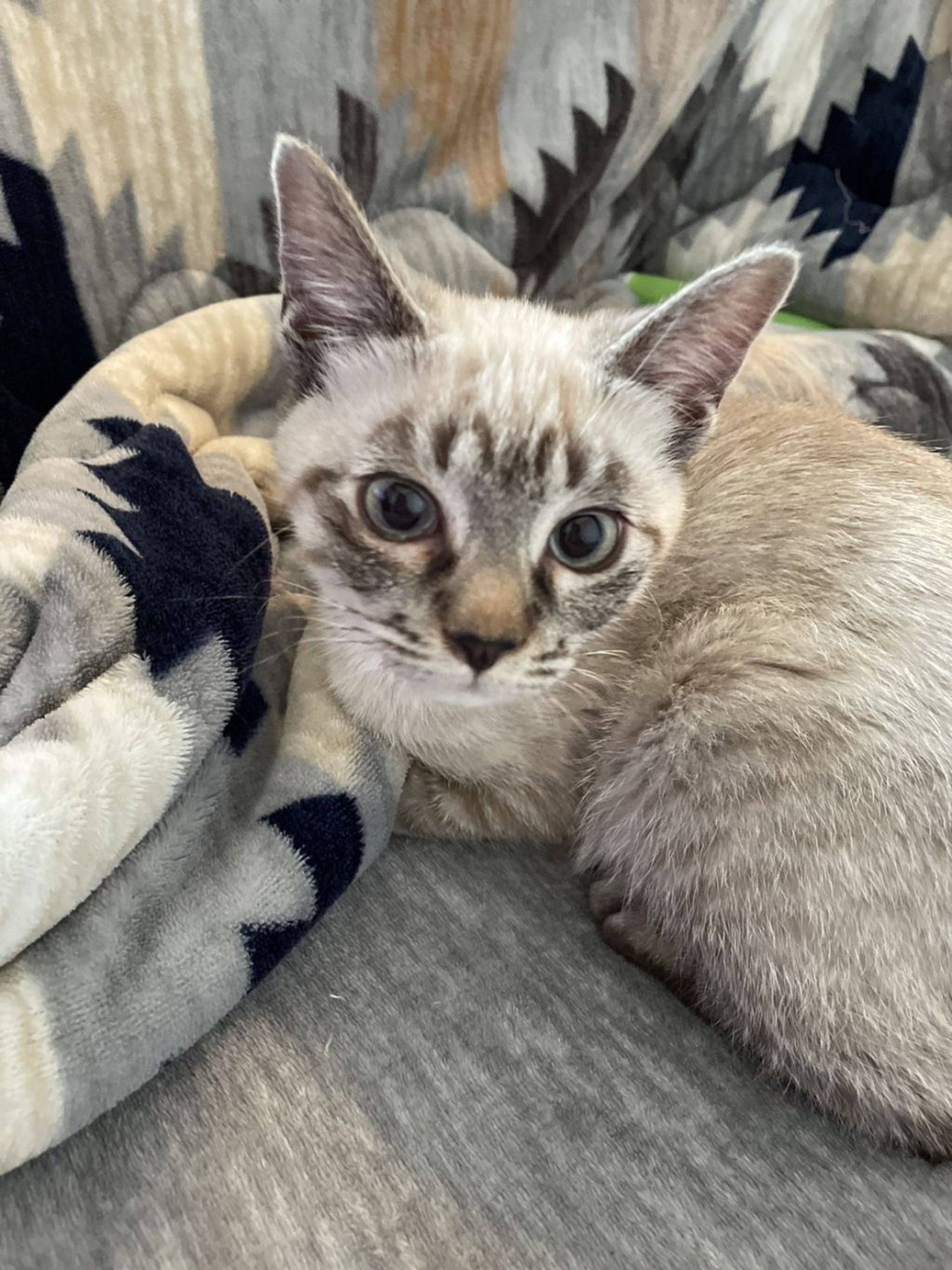 雑種（ミックス猫）・メスの里親募集の写真