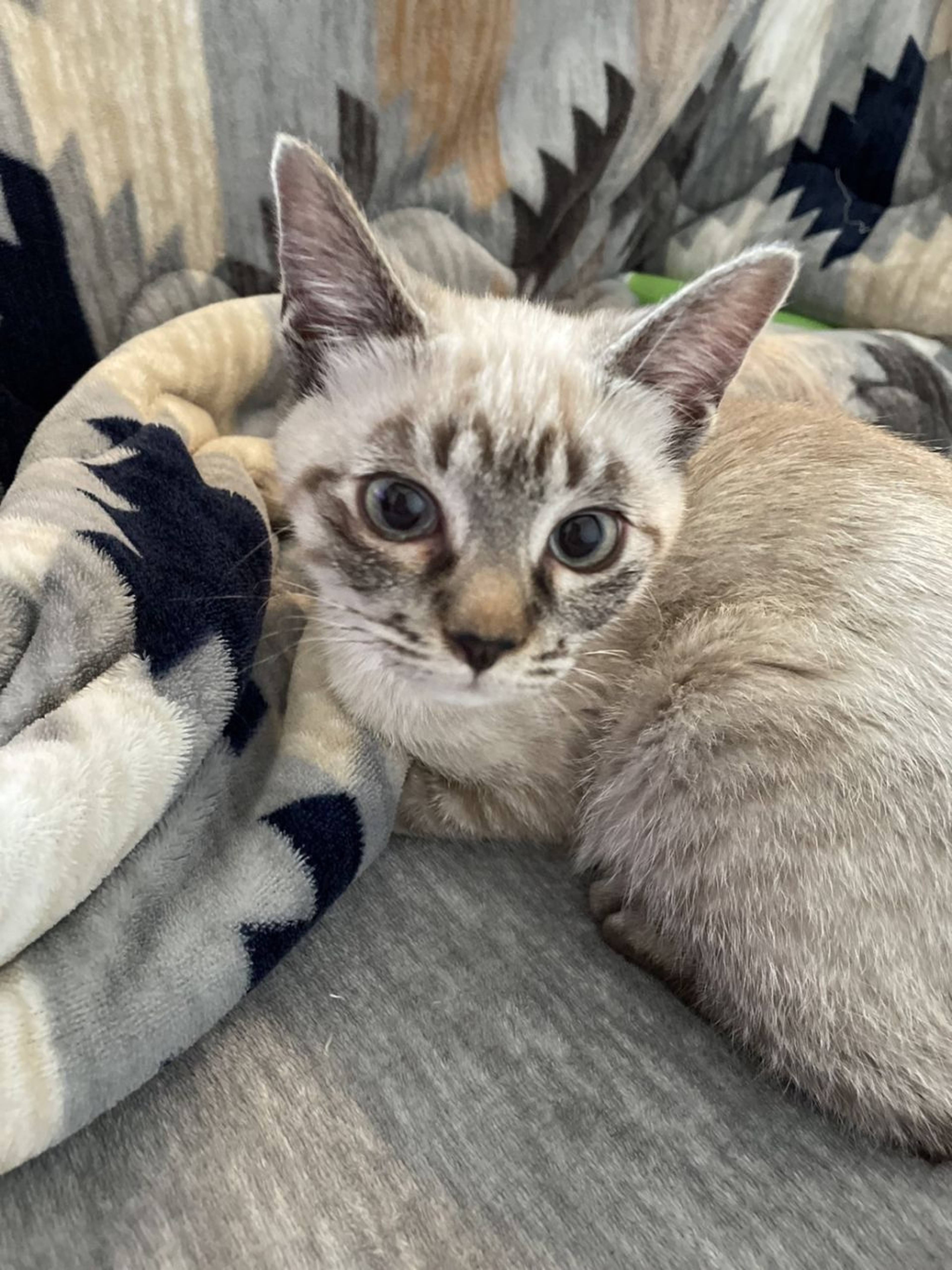 雑種（ミックス猫）・メスの里親募集の写真