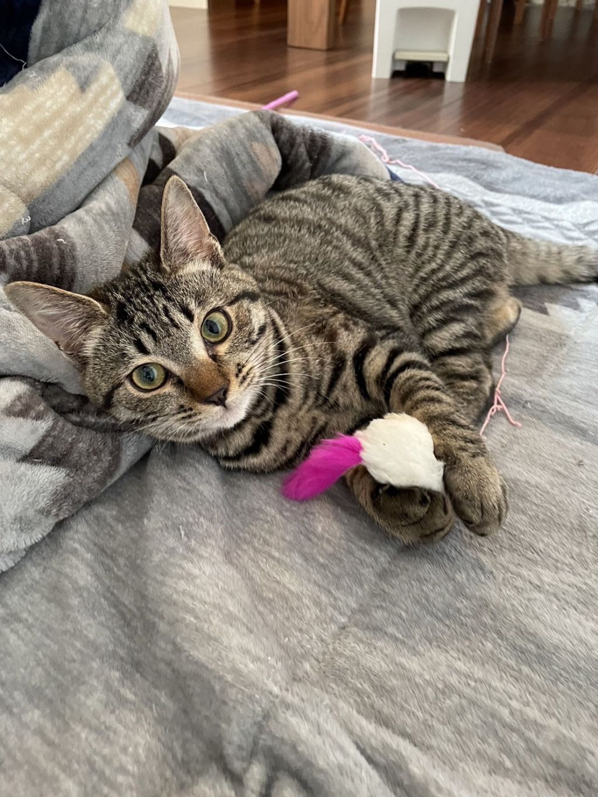 雑種（ミックス猫）・メスの里親募集の写真