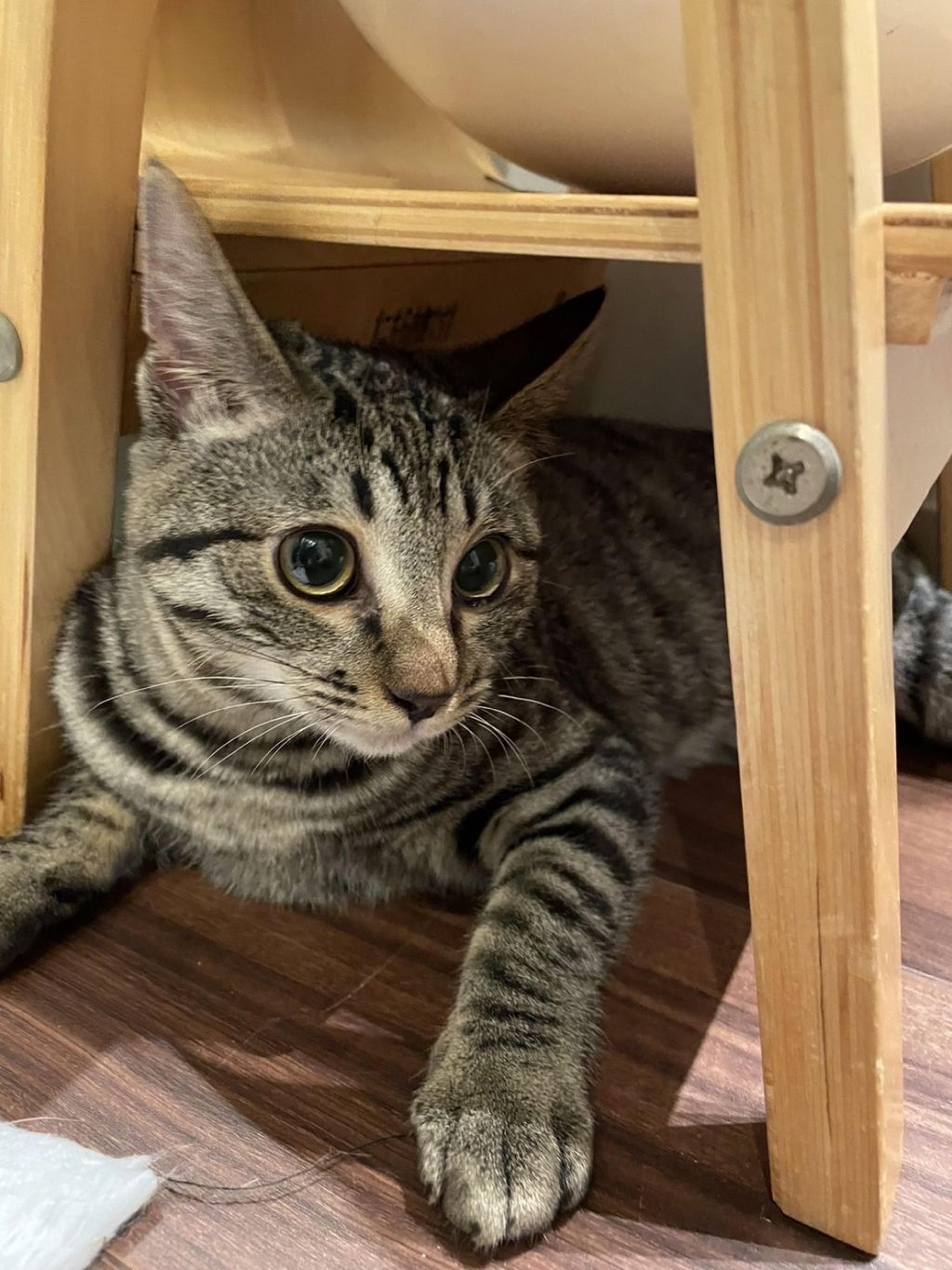 pet-image-3