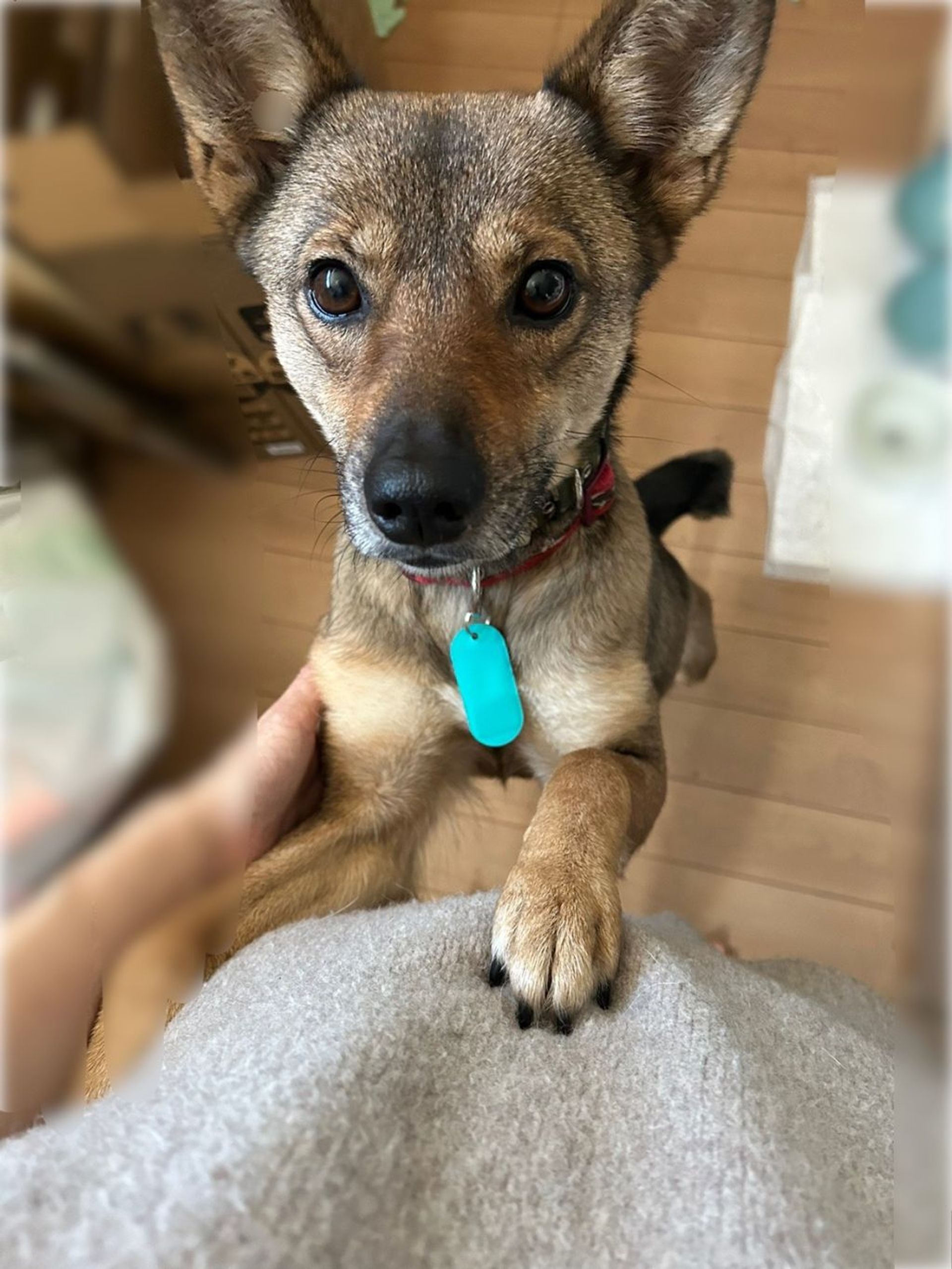 雑種（ミックス犬）・メスの里親募集の写真