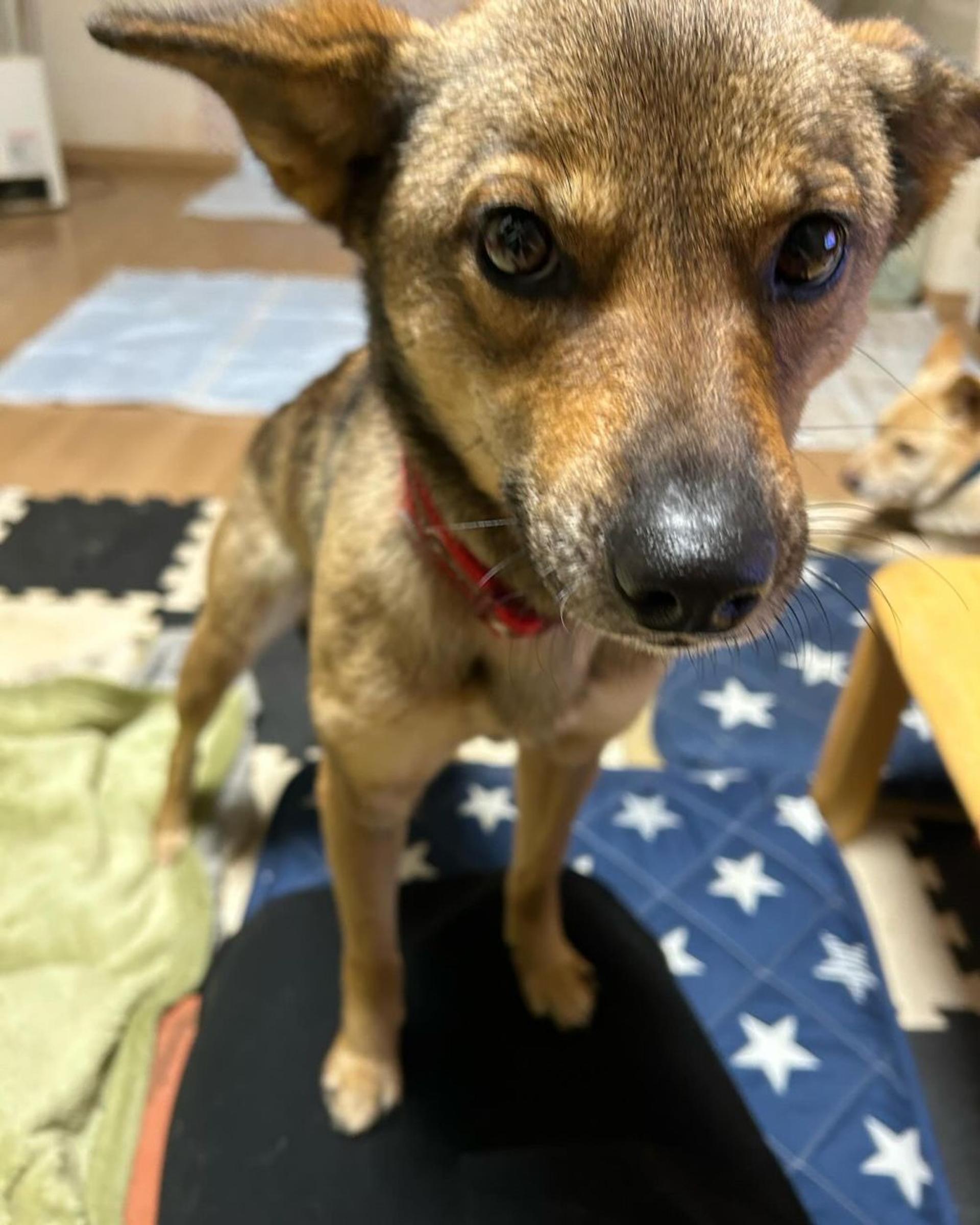 pet-image-3