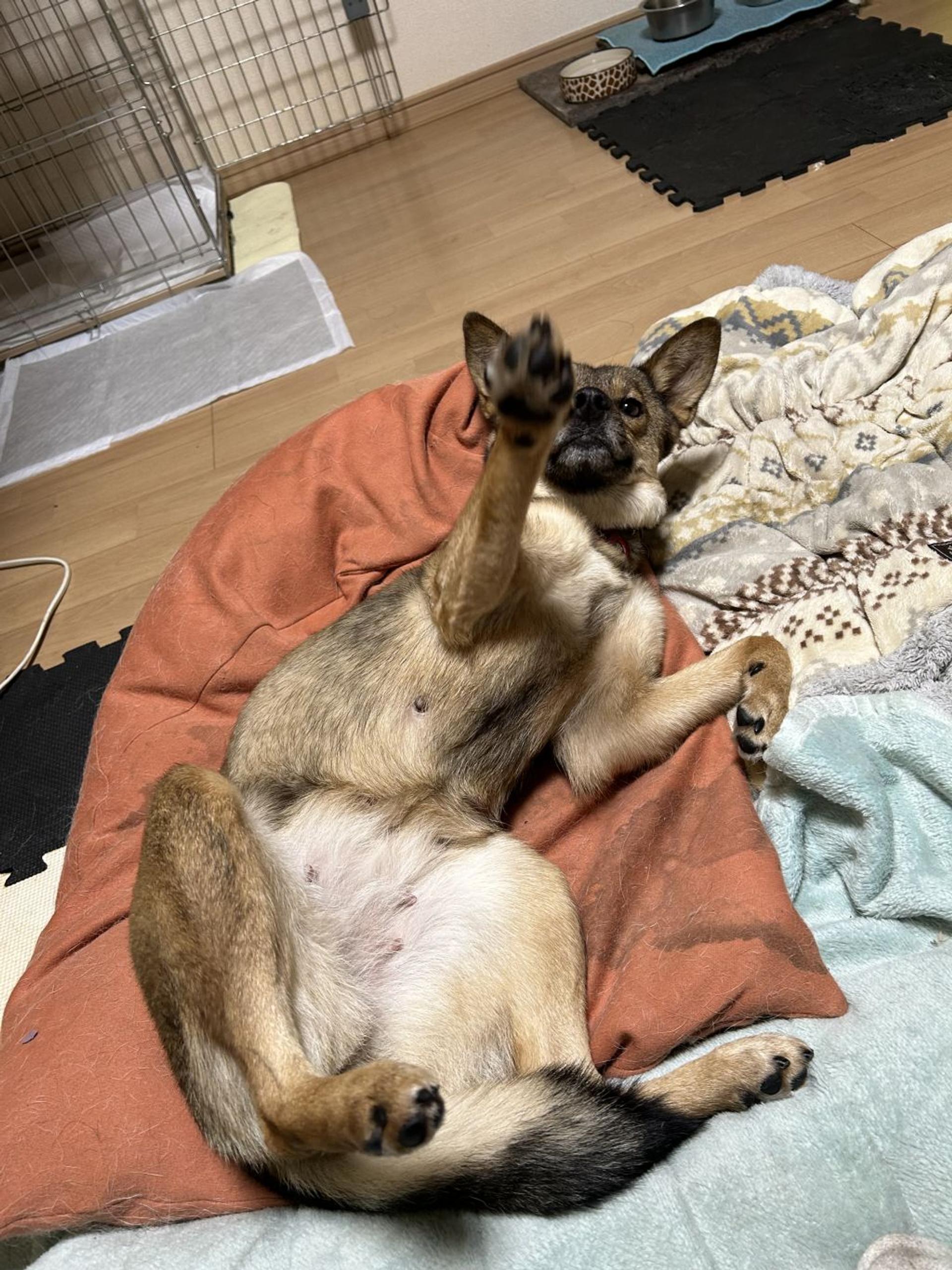pet-image-5