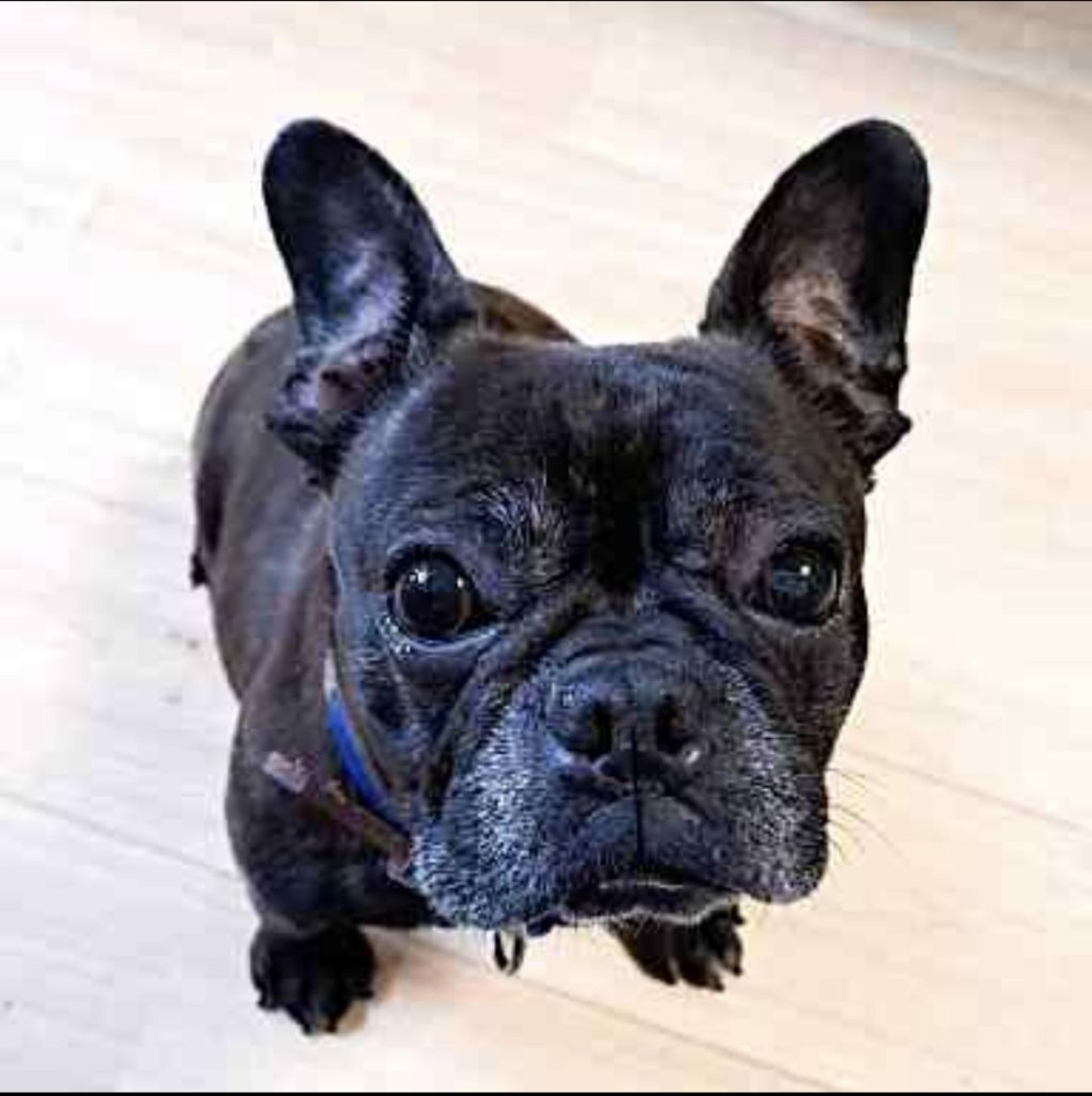 pet-image-2