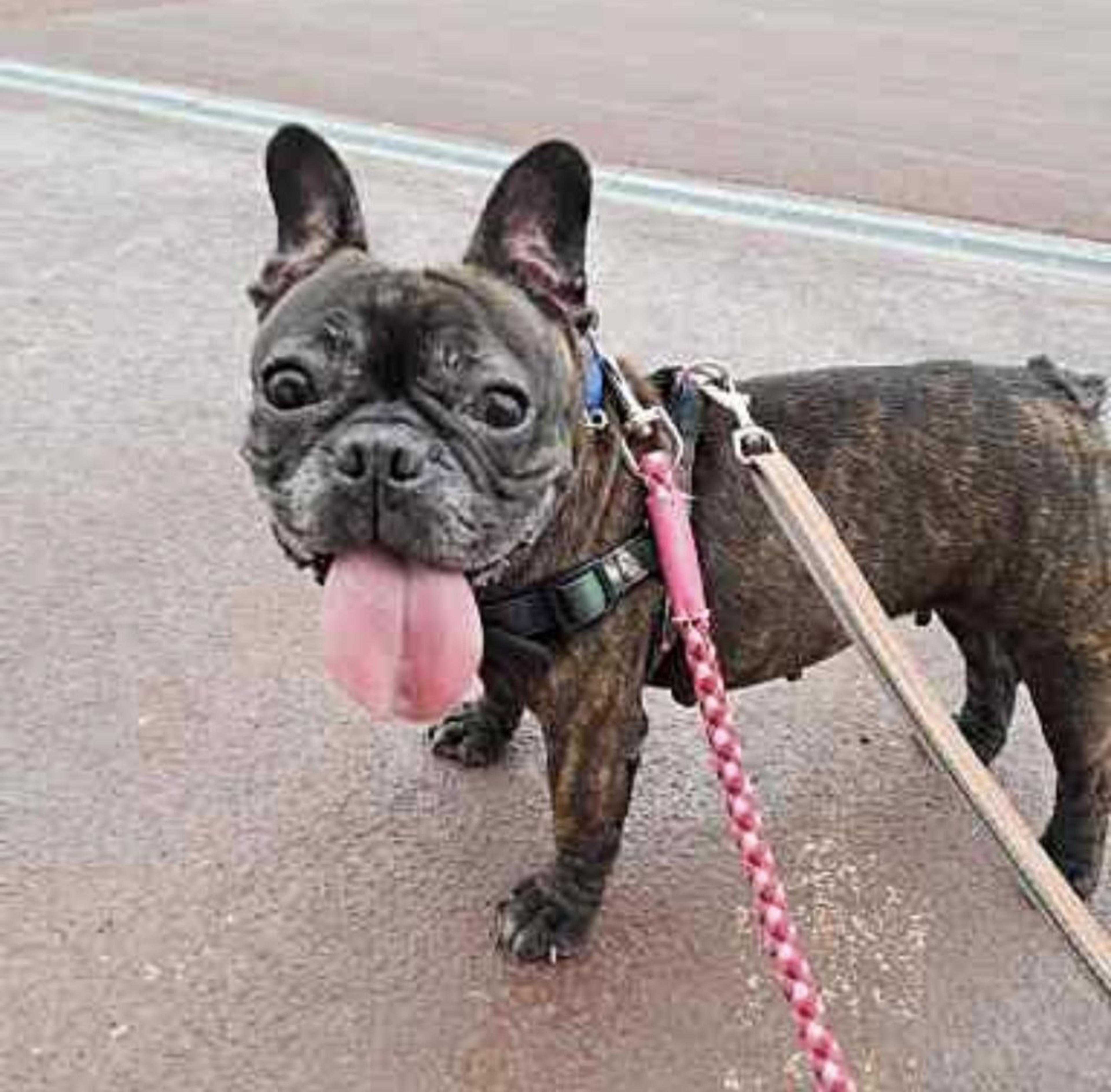 pet-image-4