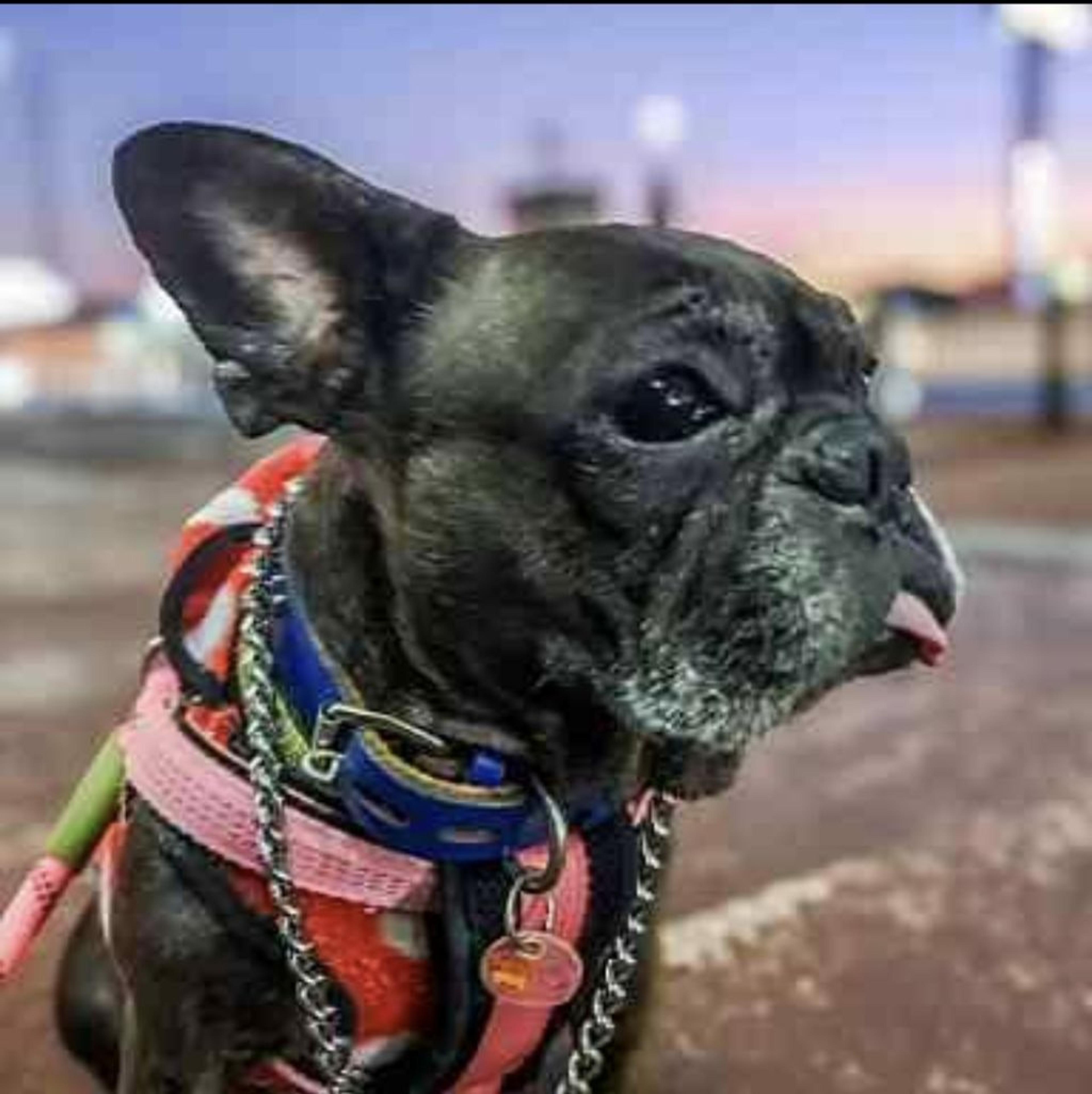 pet-image-6