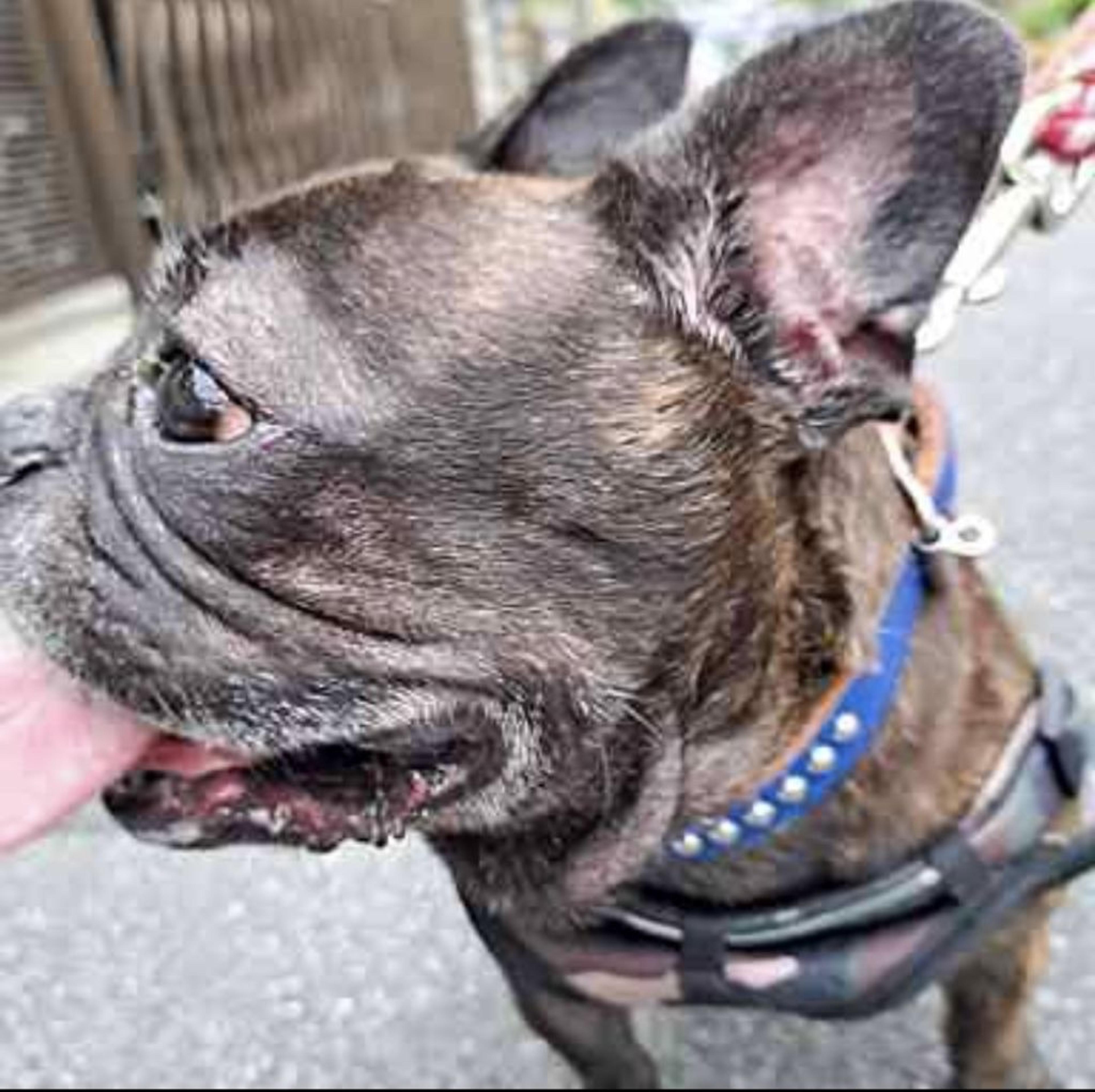 pet-image-7
