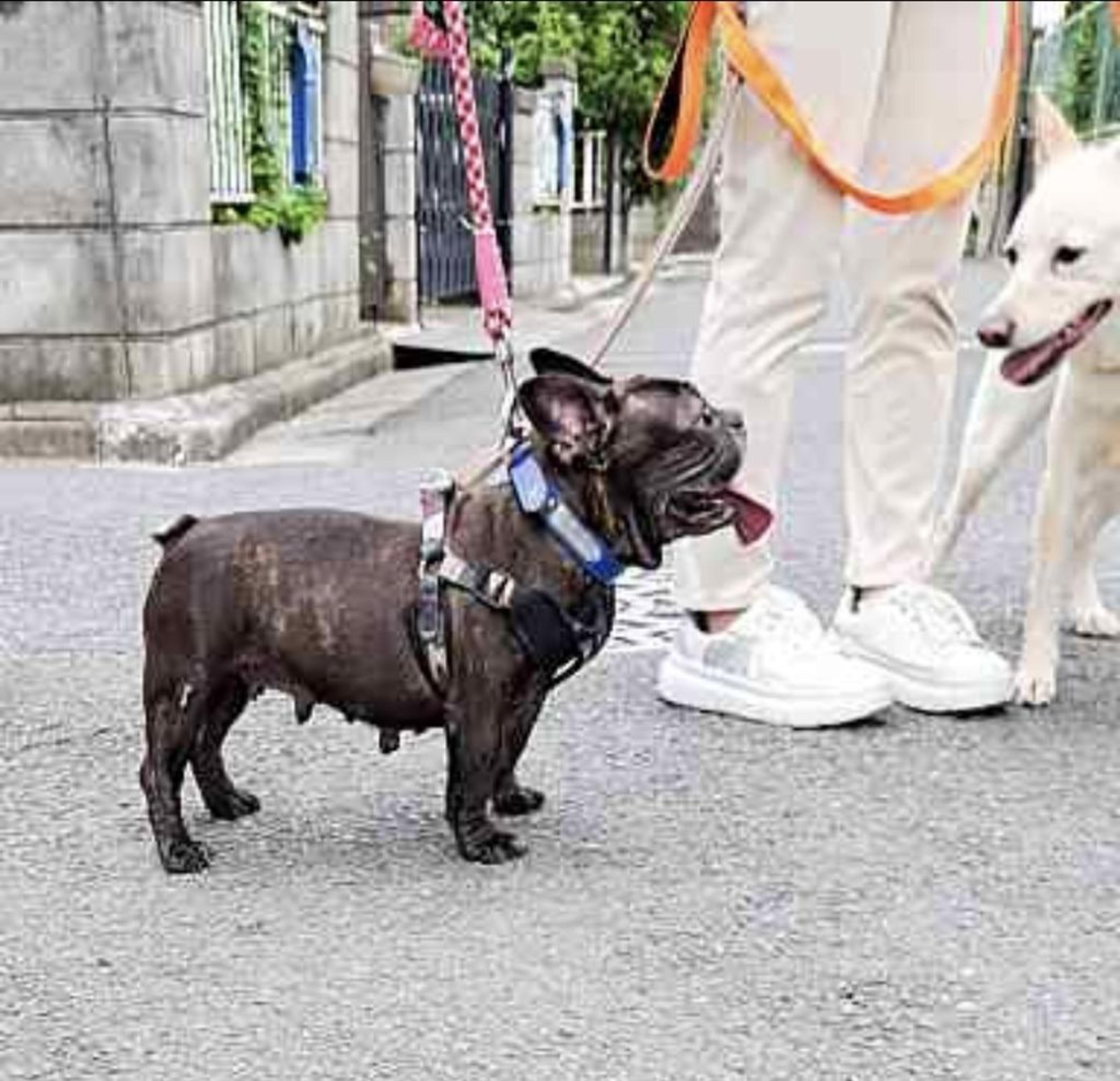 pet-image-8