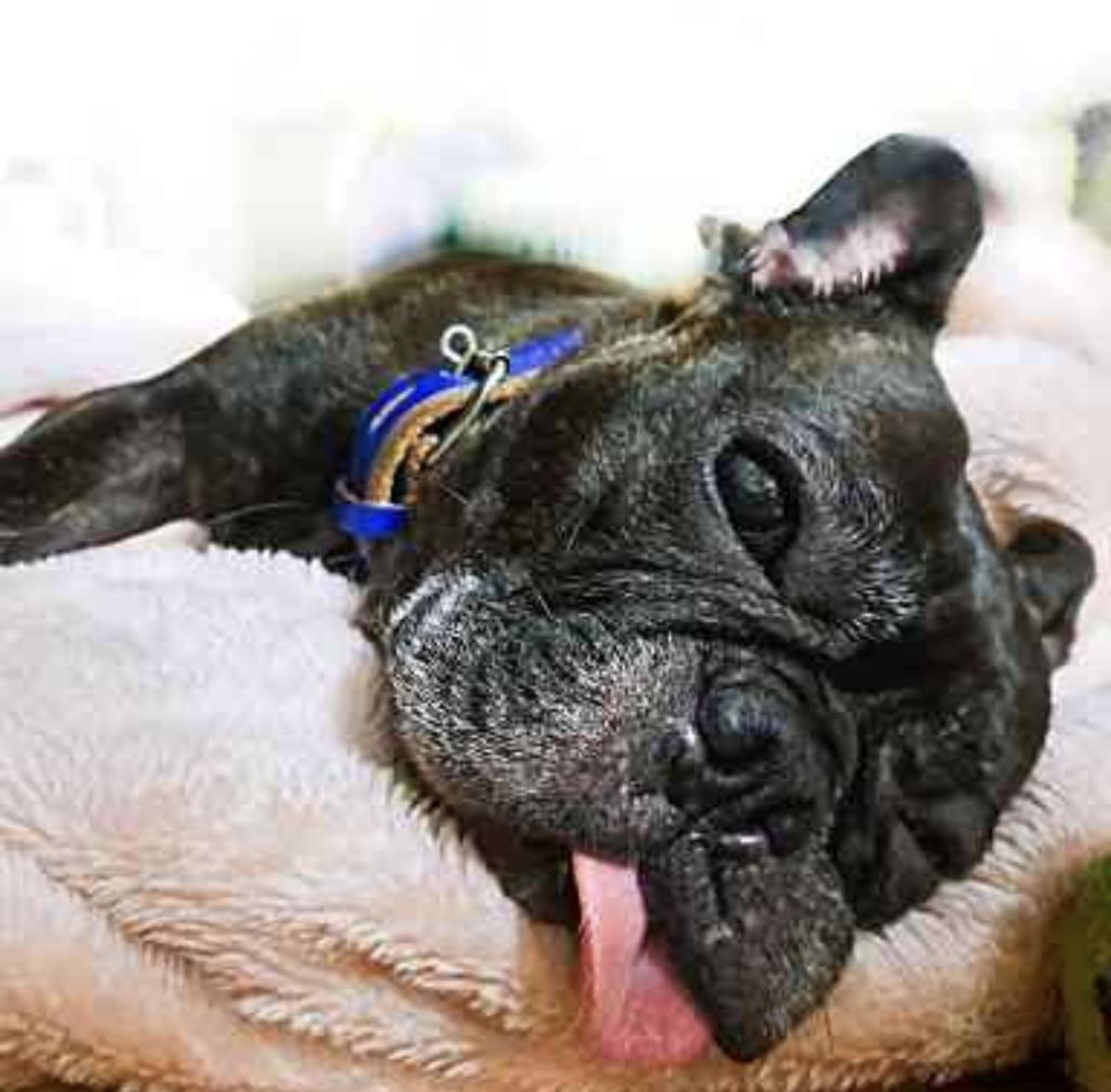 pet-image-9