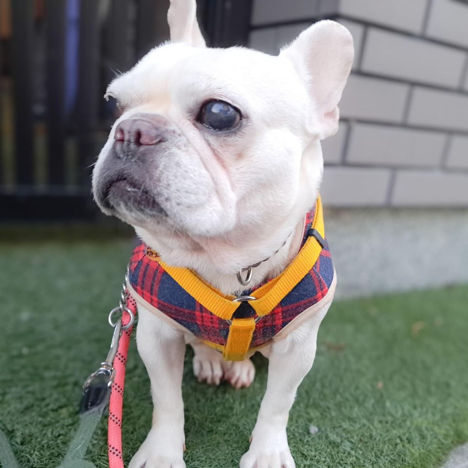 pet-image-2