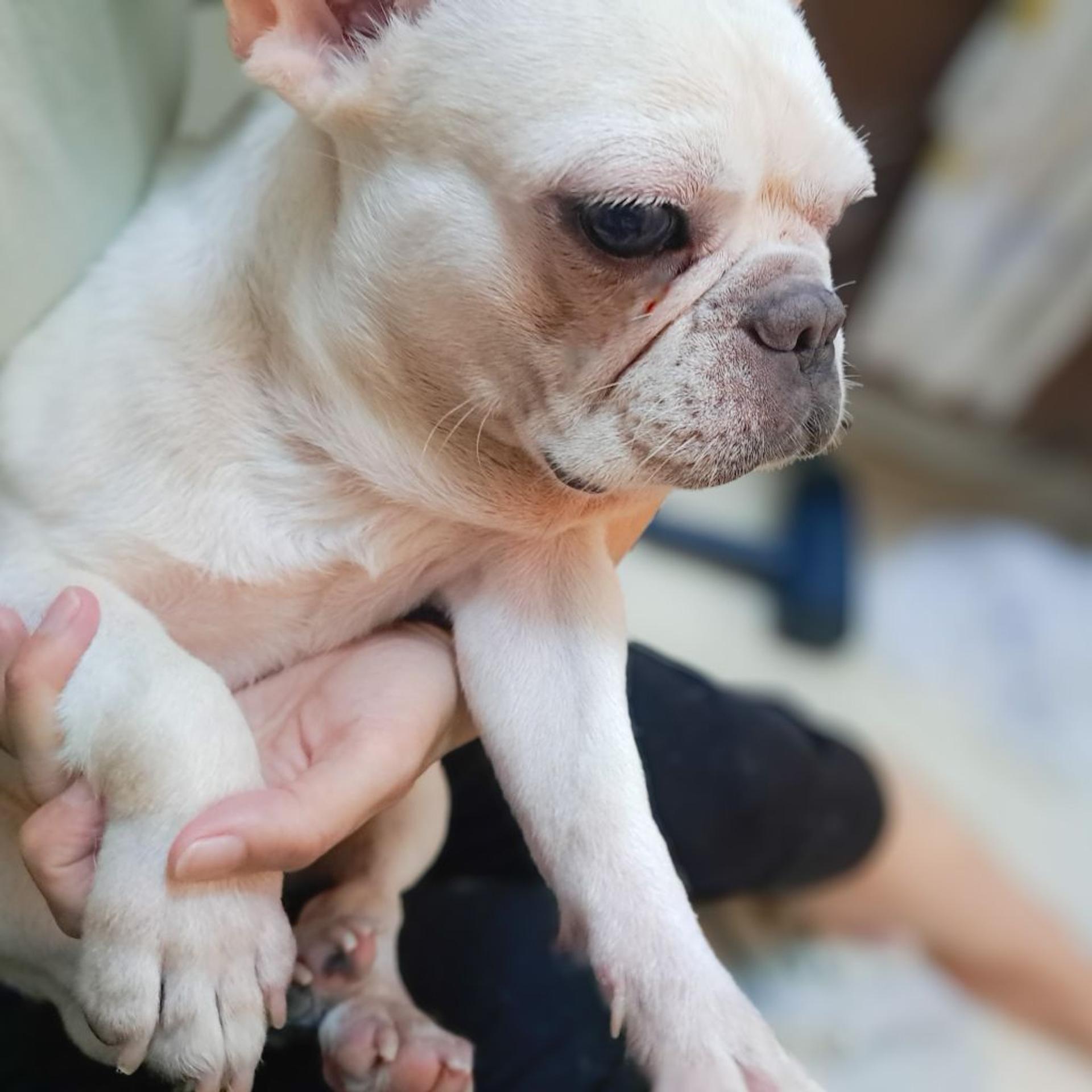 pet-image-4