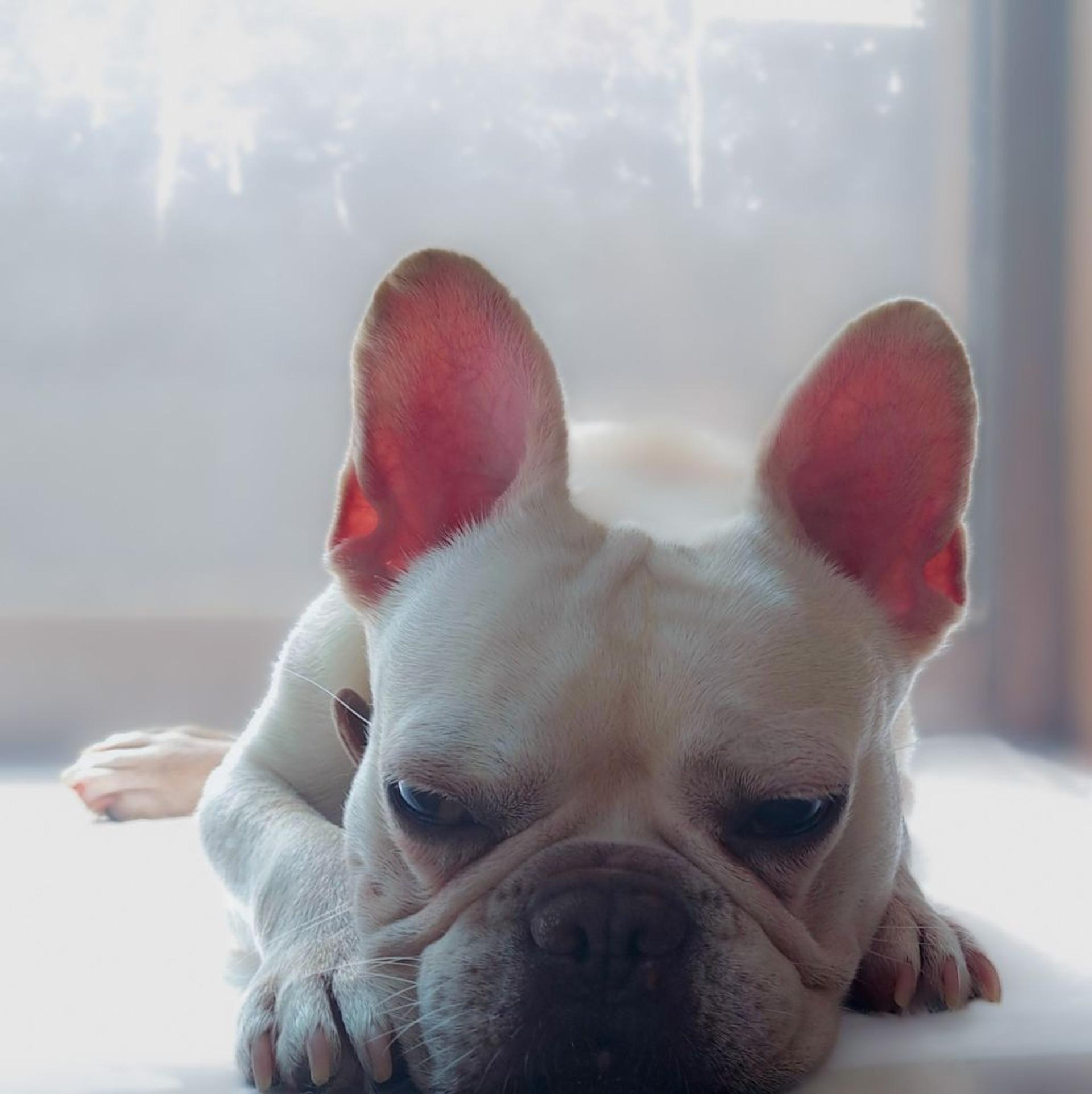 pet-image-6