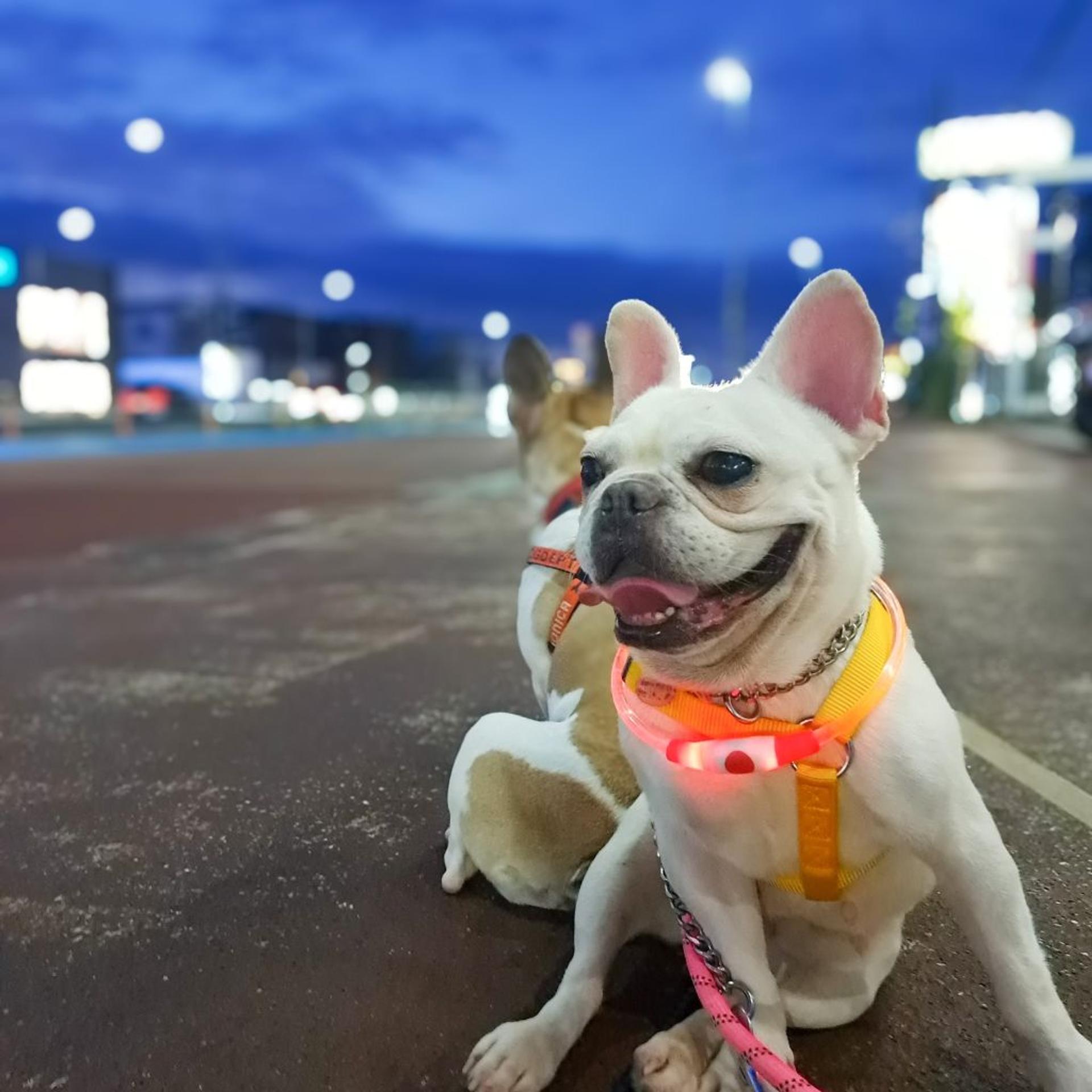 pet-image-7