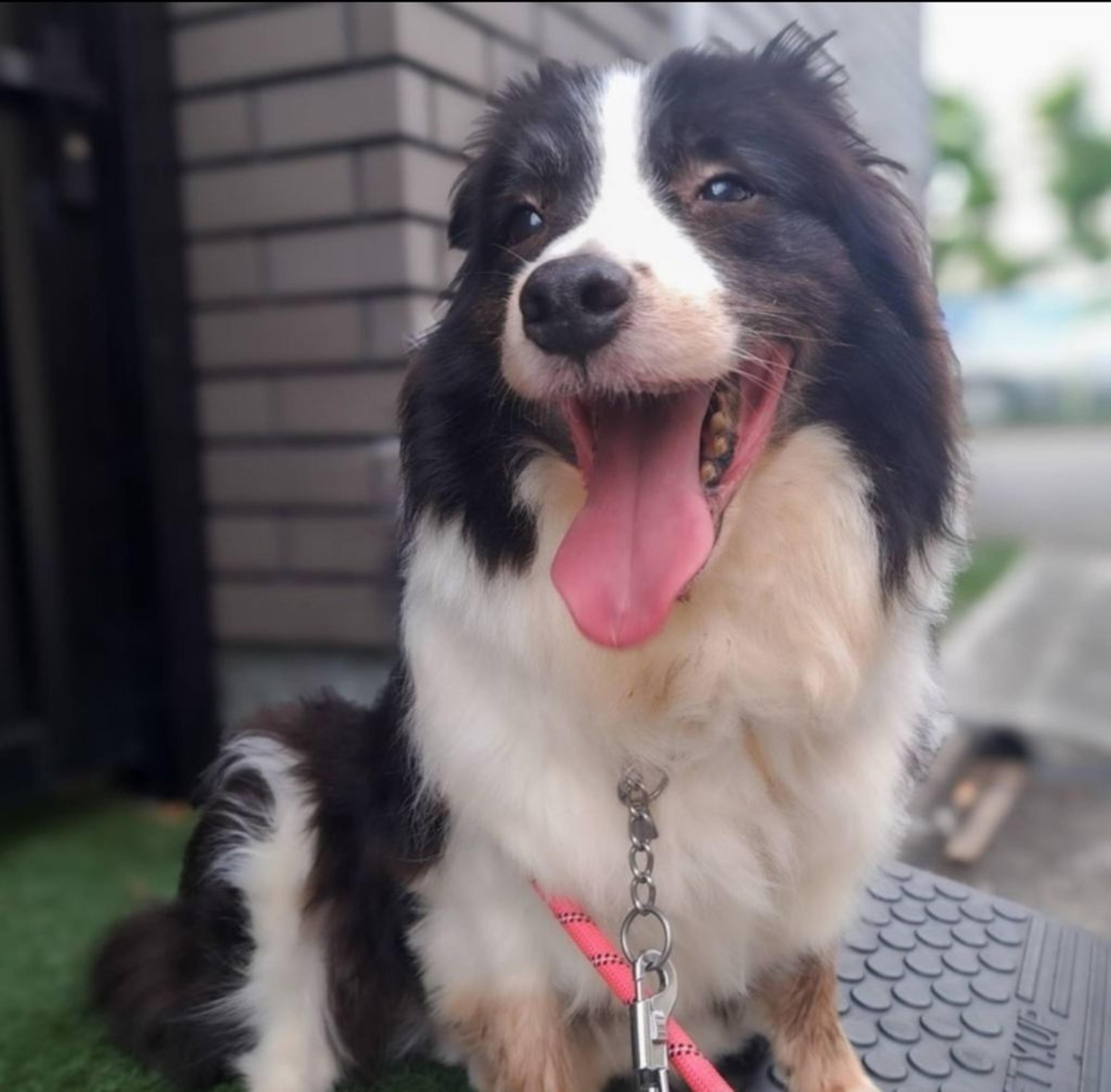 pet-image-4