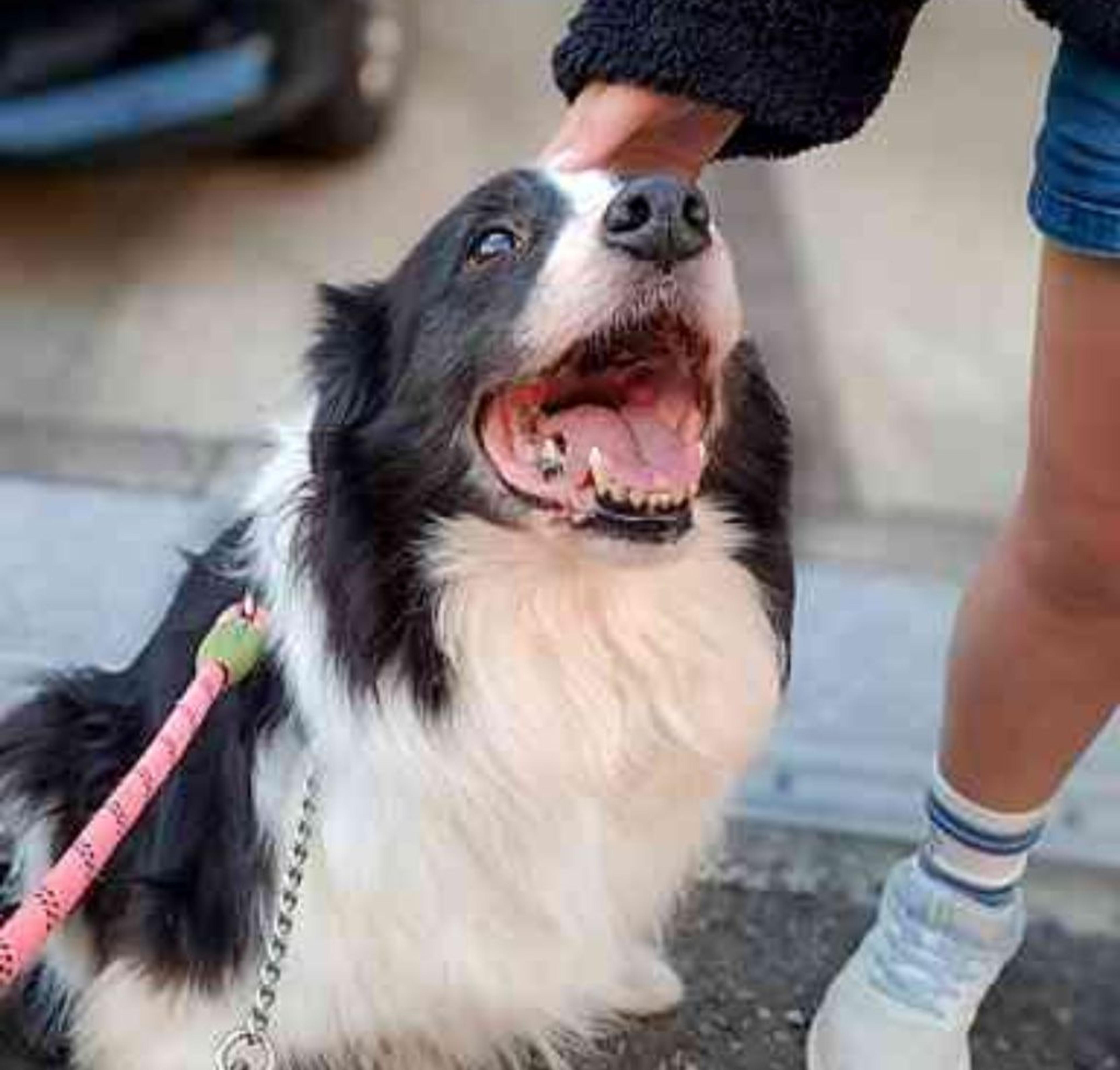 pet-image-5