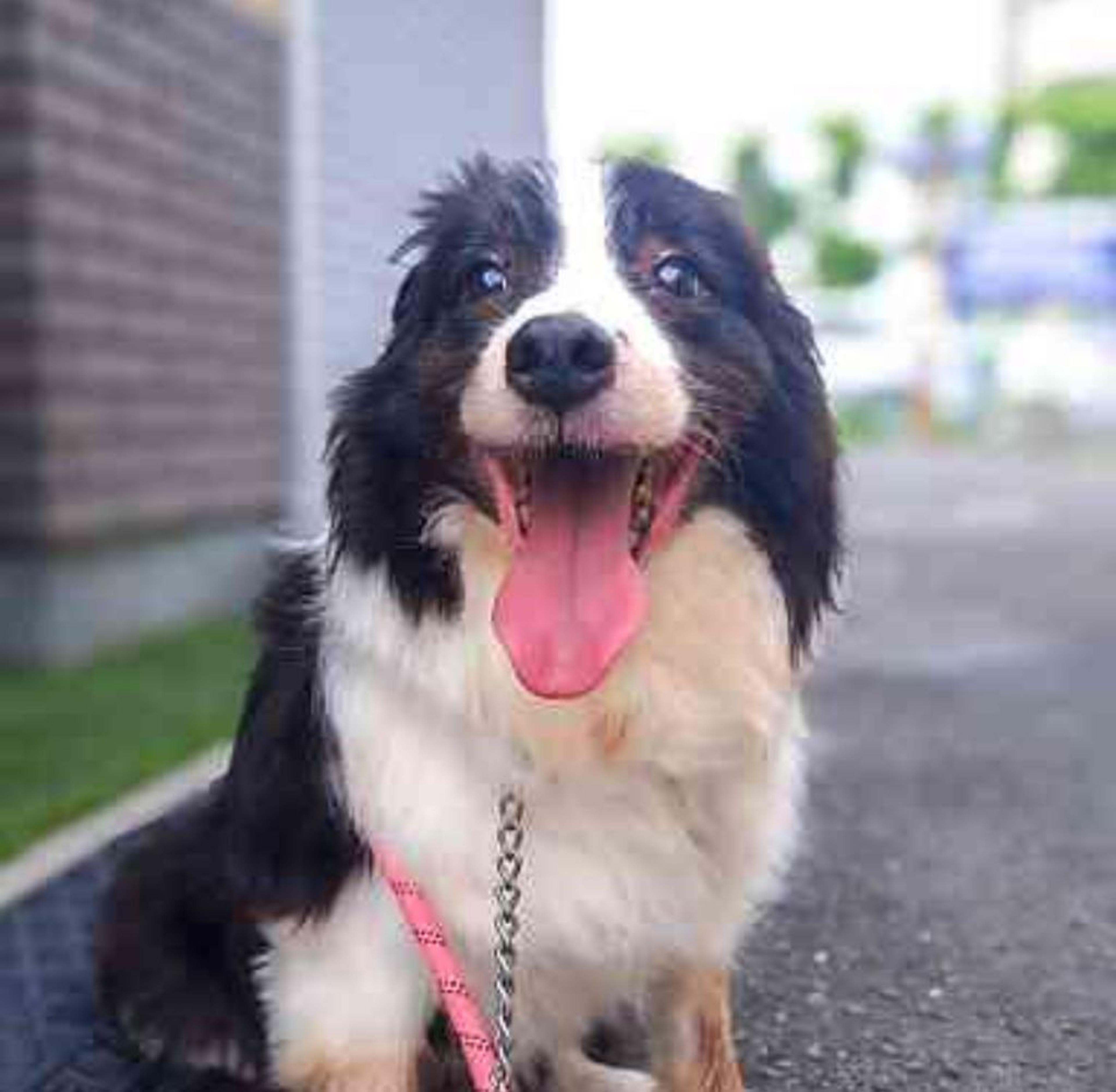 pet-image-6