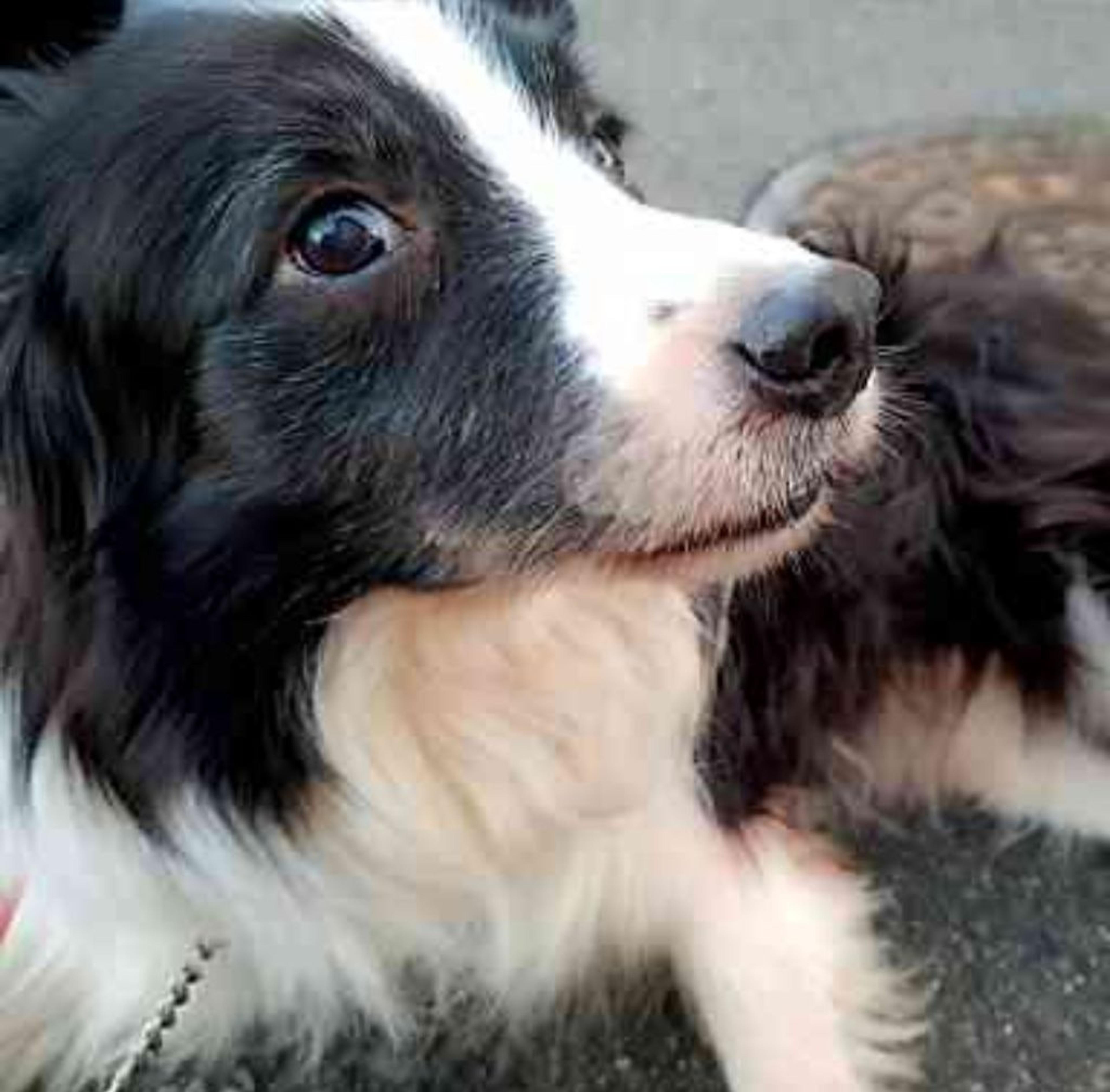 pet-image-8