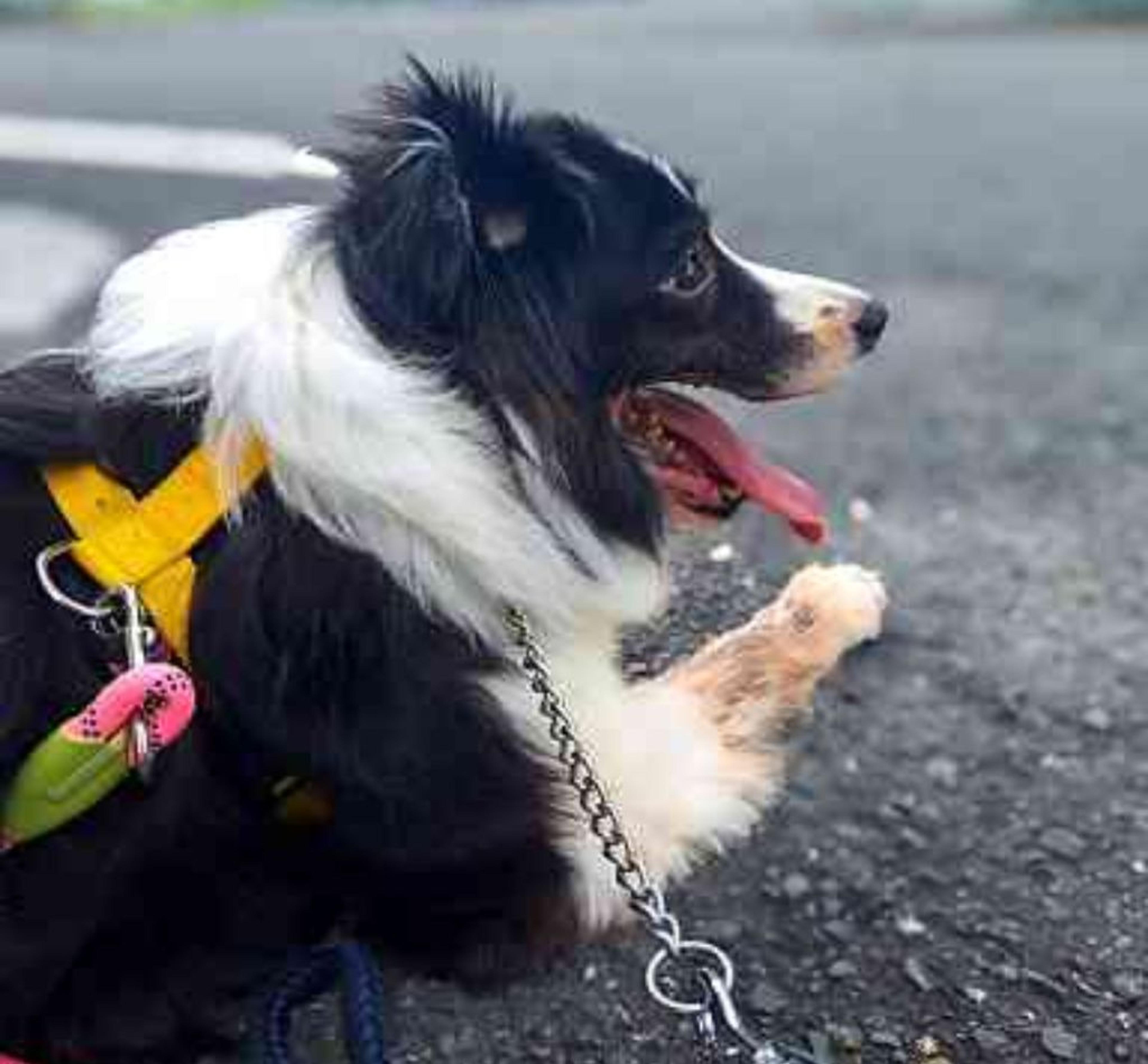pet-image-9