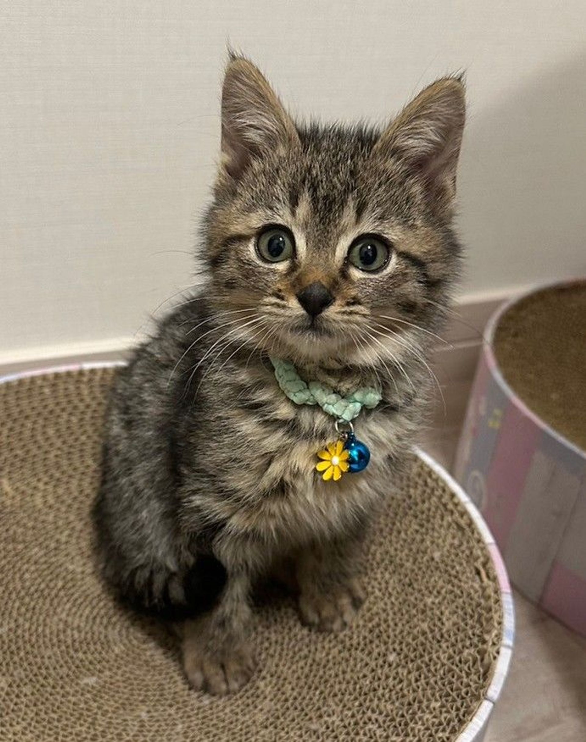 雑種（ミックス猫）・オスの里親募集の写真
