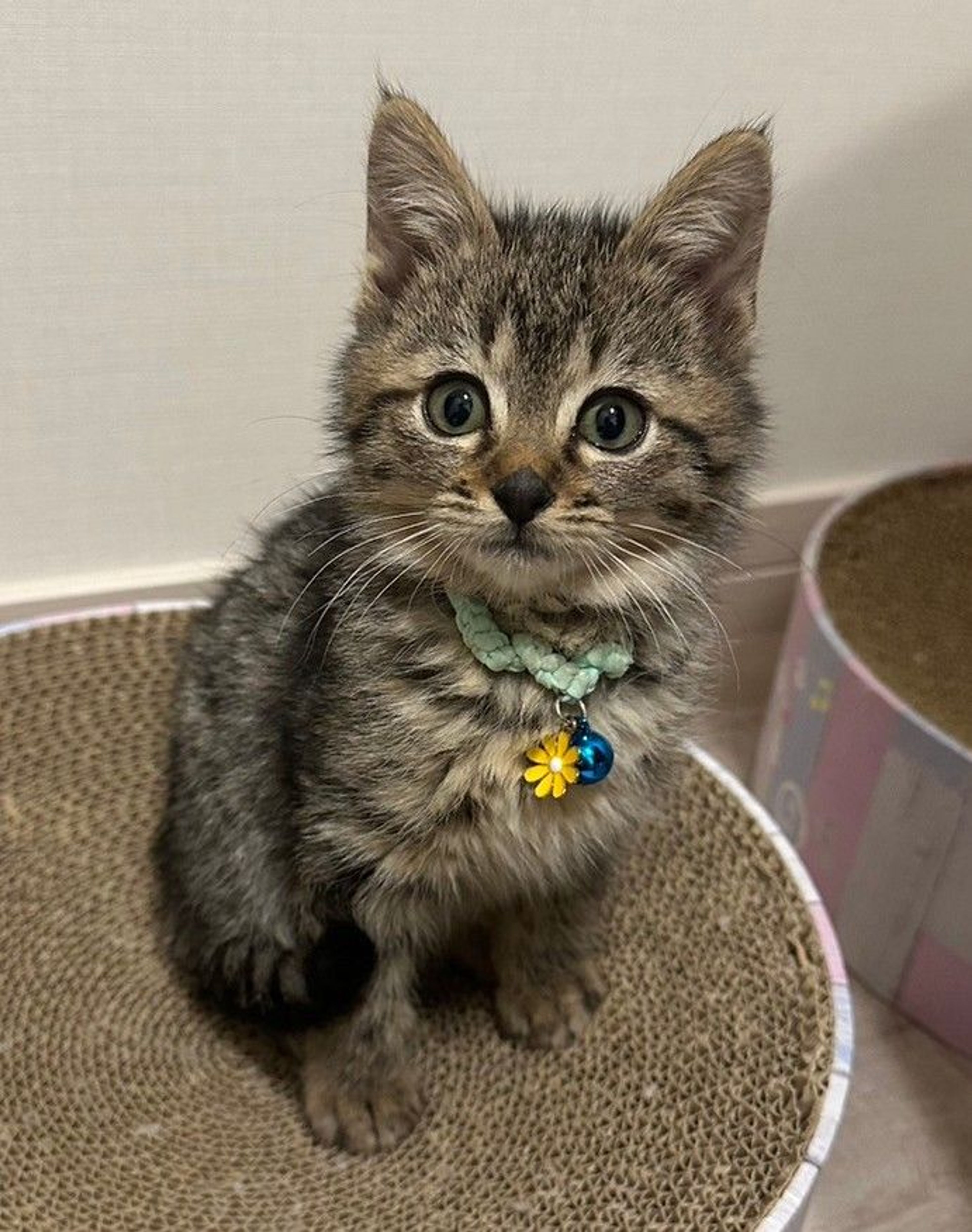 雑種（ミックス猫）・オスの里親募集の写真