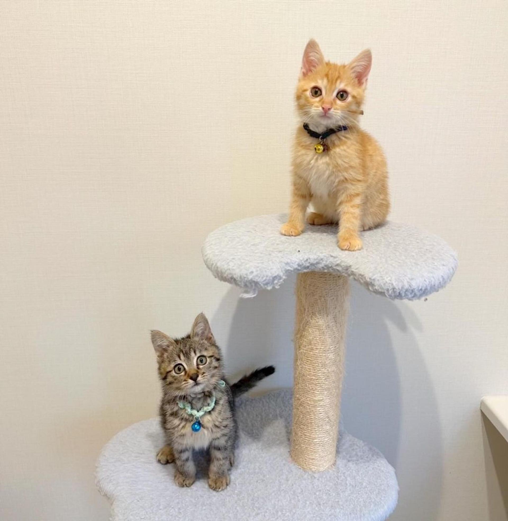 pet-image-4