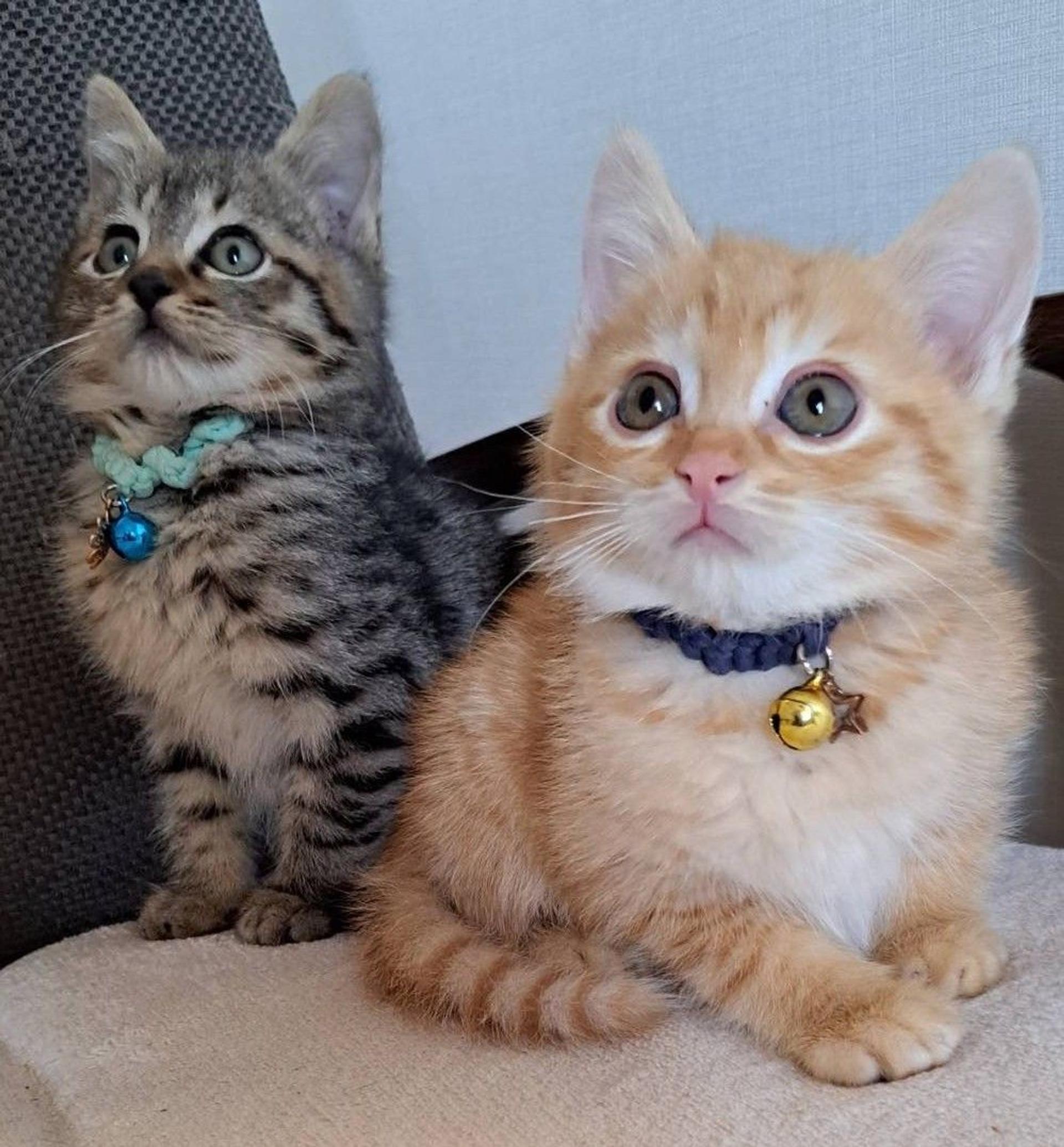 pet-image-5