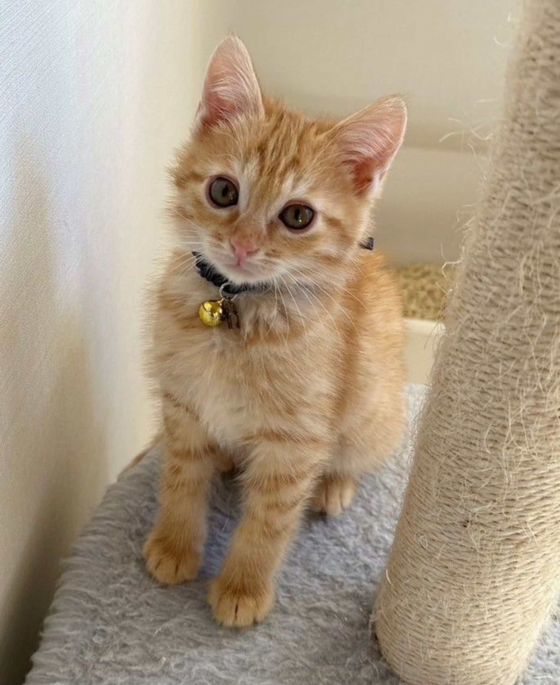雑種（ミックス猫）・オスの里親募集の写真