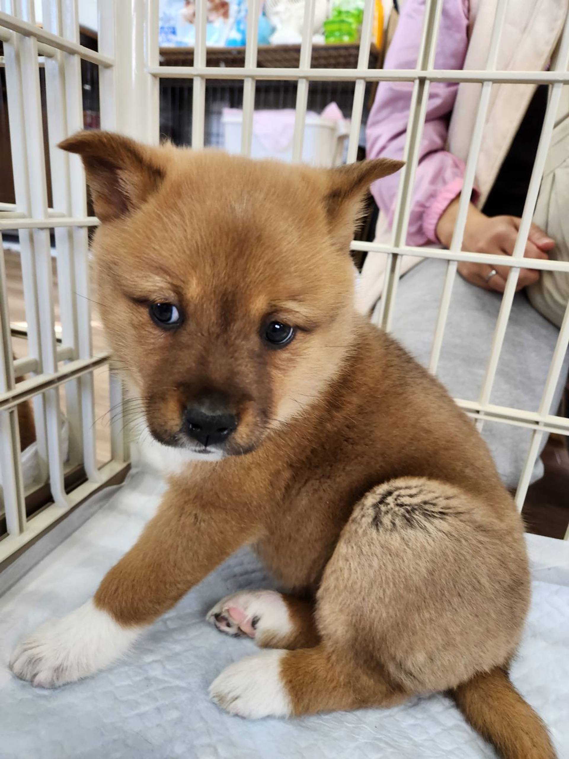 雑種（ミックス犬）・メスの里親募集の写真