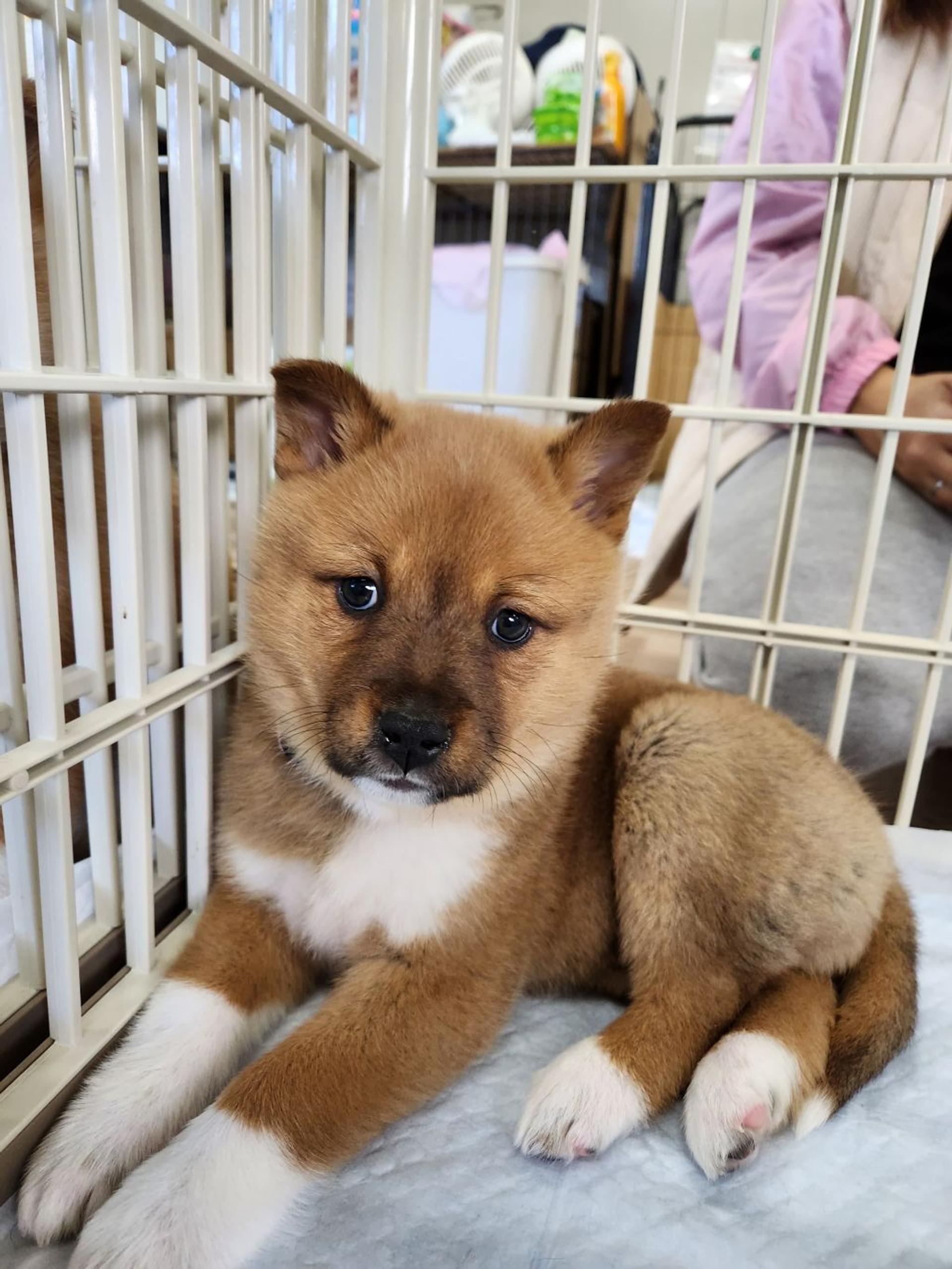 pet-image-2