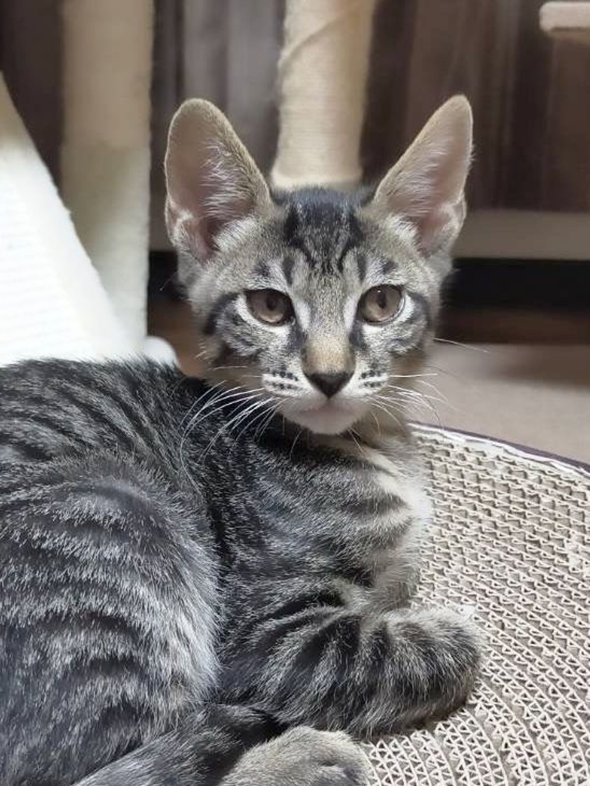 雑種（ミックス猫）・オスの里親募集の写真