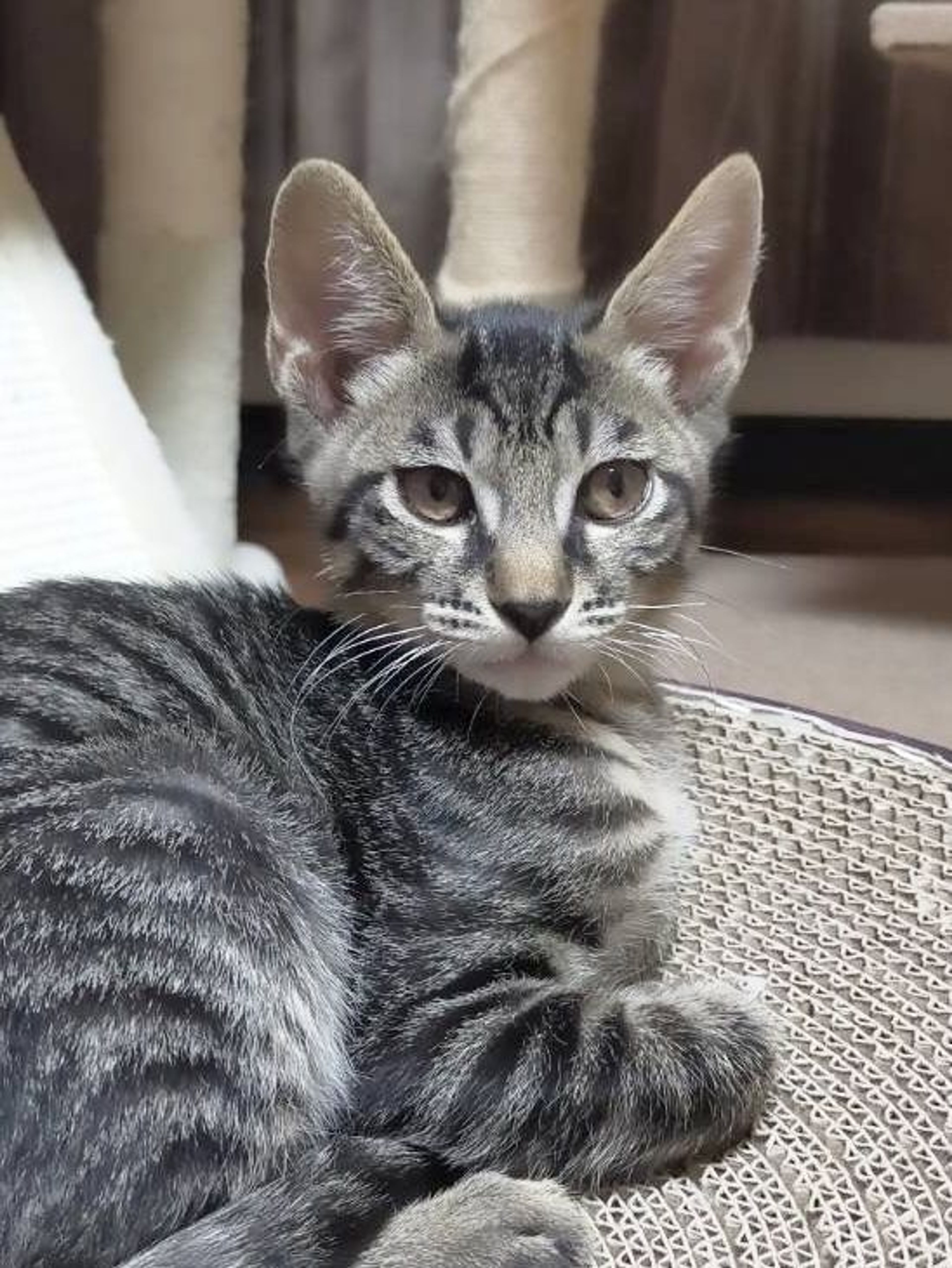 雑種（ミックス猫）・オスの里親募集の写真