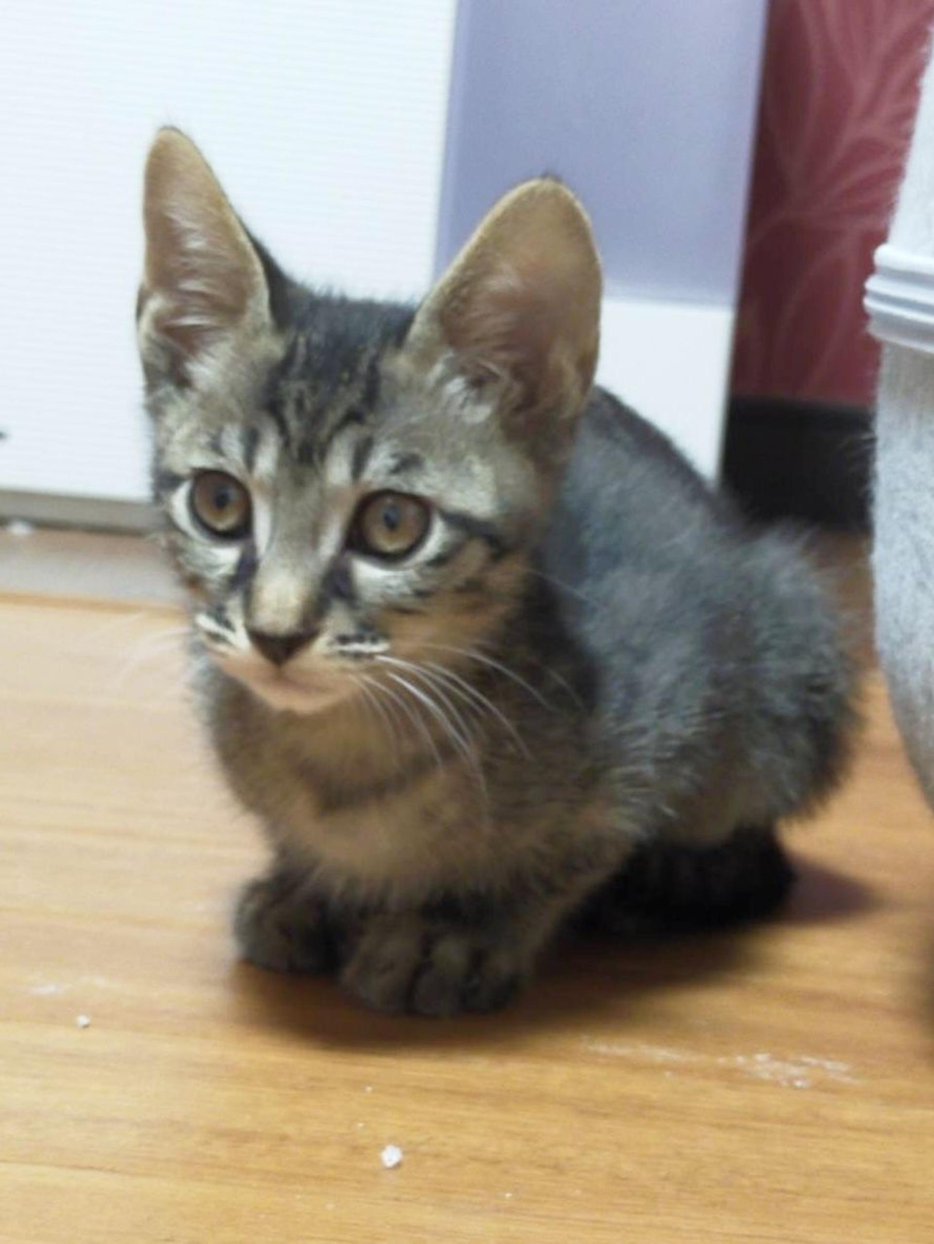 pet-image-2