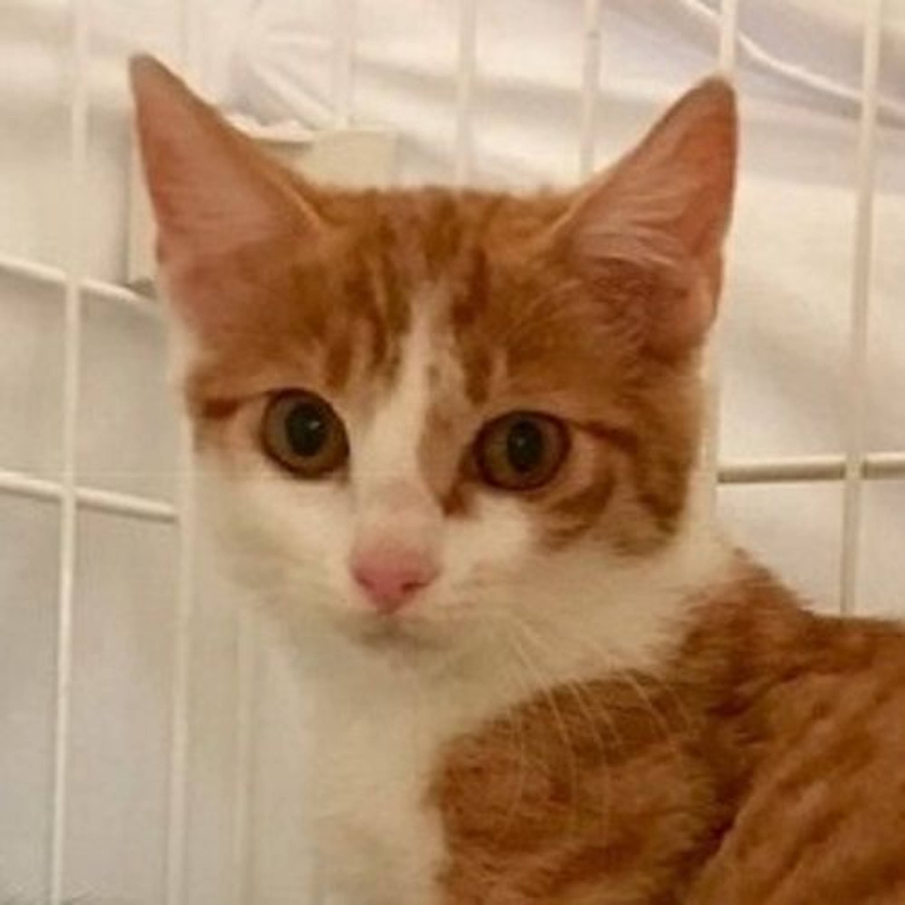 雑種（ミックス猫）・メスの里親募集の写真