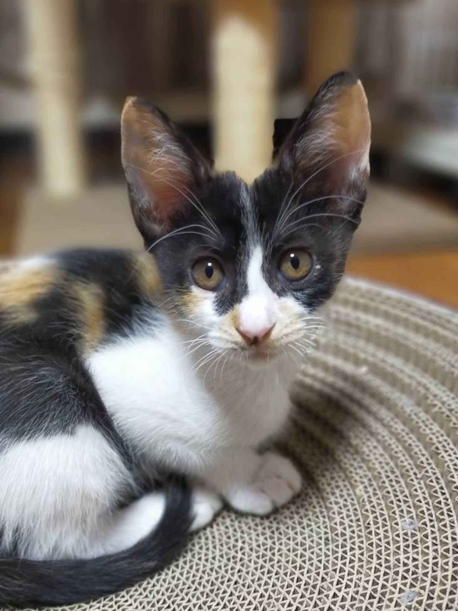 雑種（ミックス猫）・メスの里親募集の写真