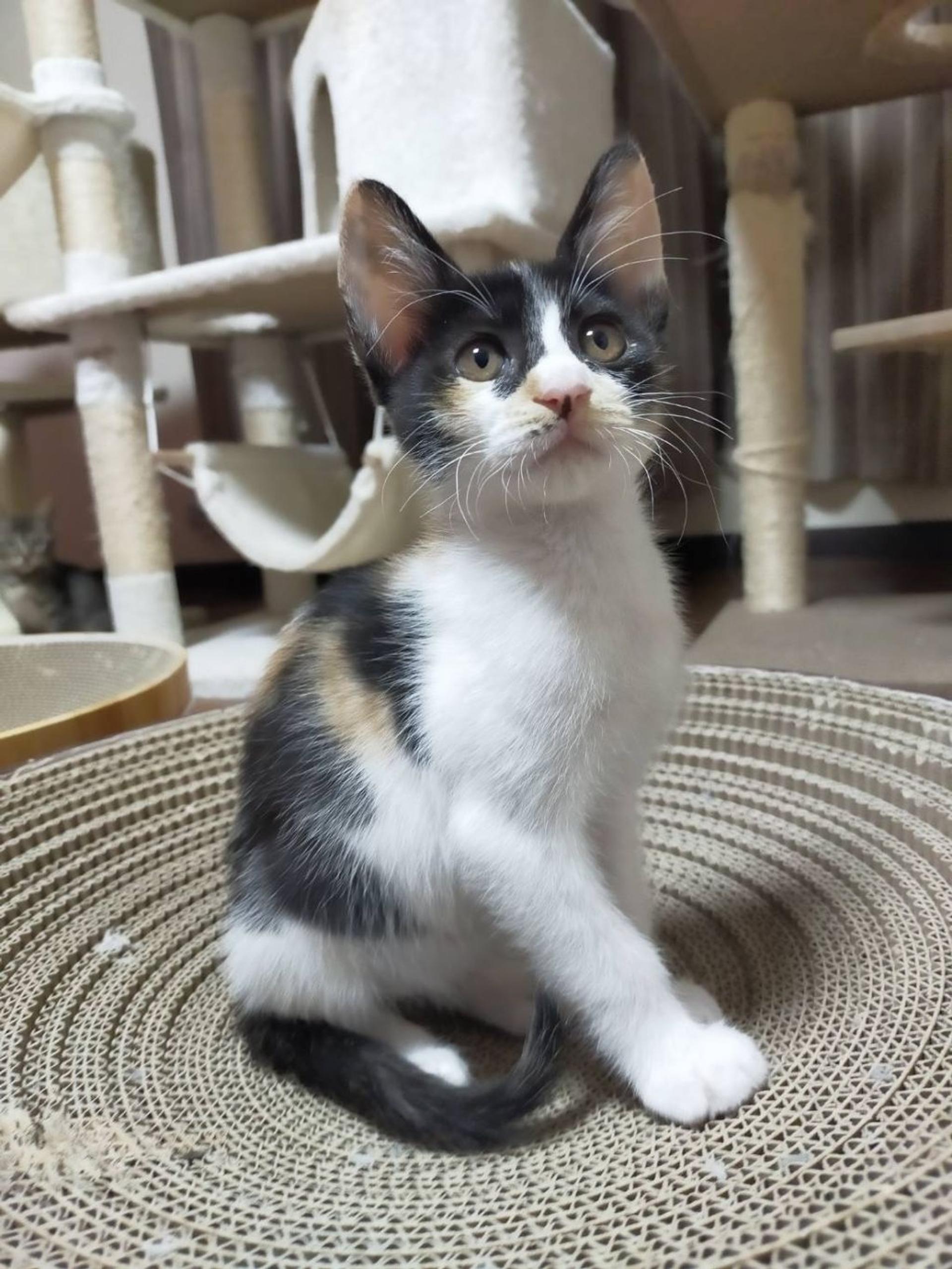 pet-image-2