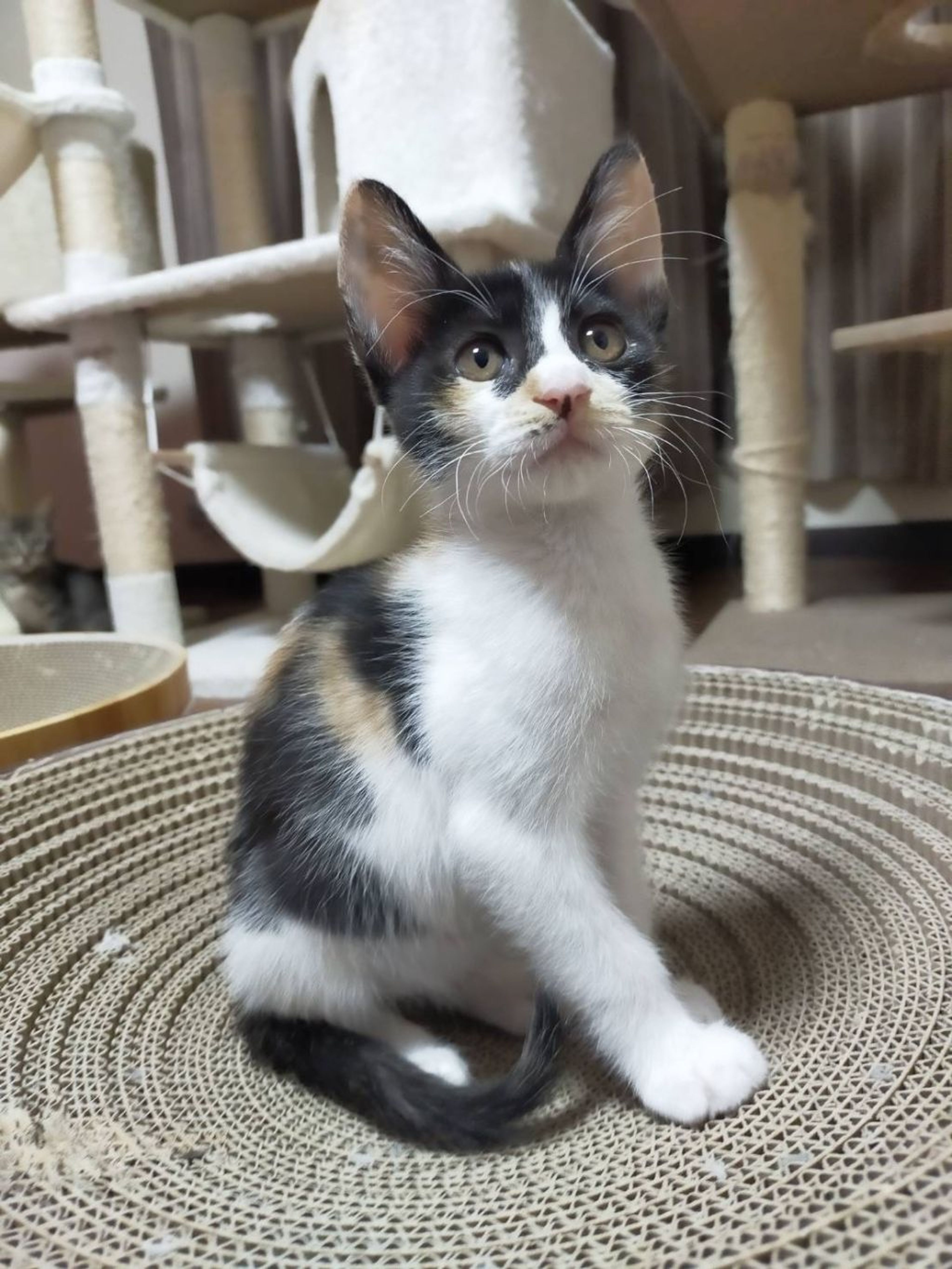 pet-image-2