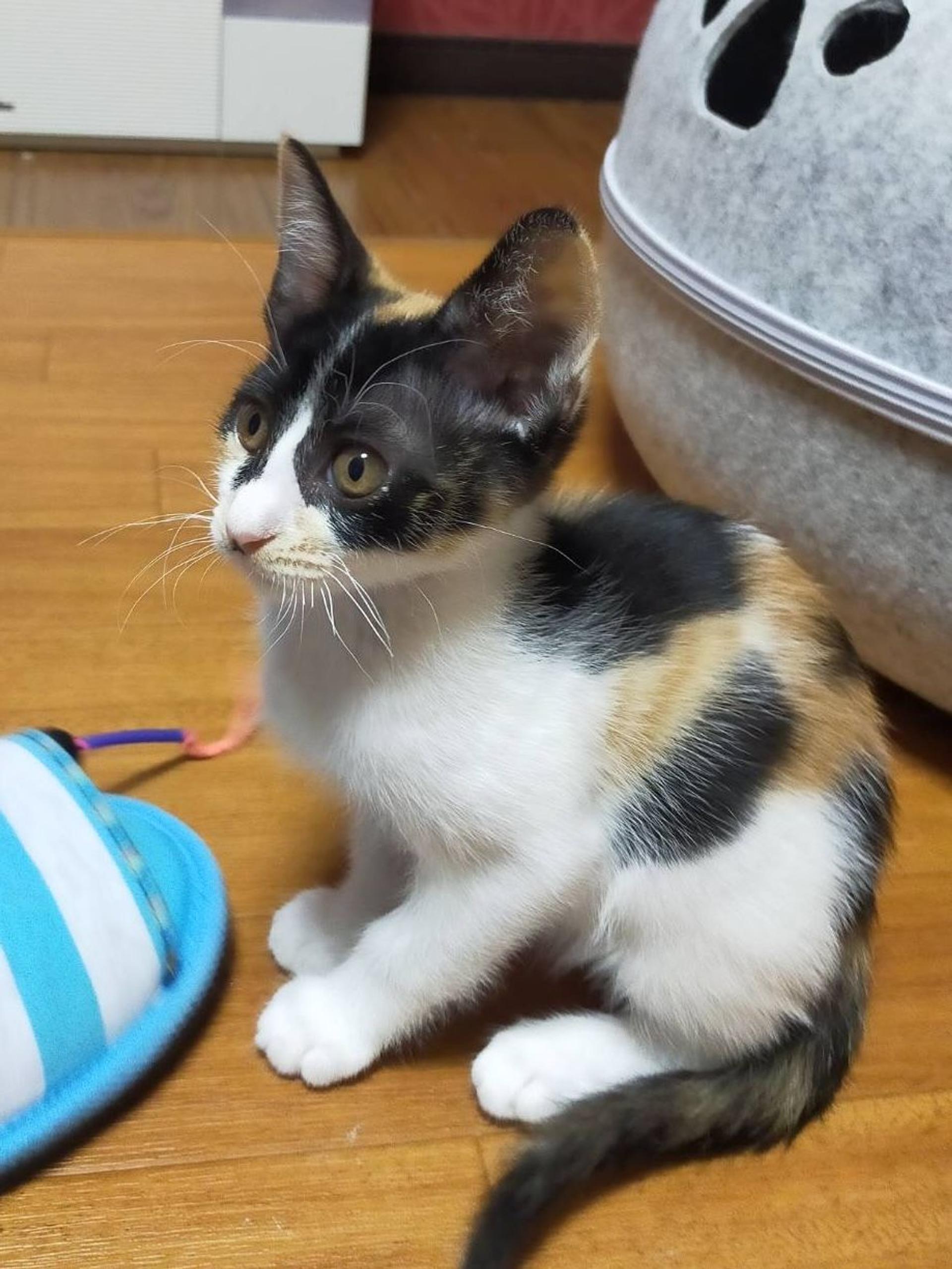 pet-image-3