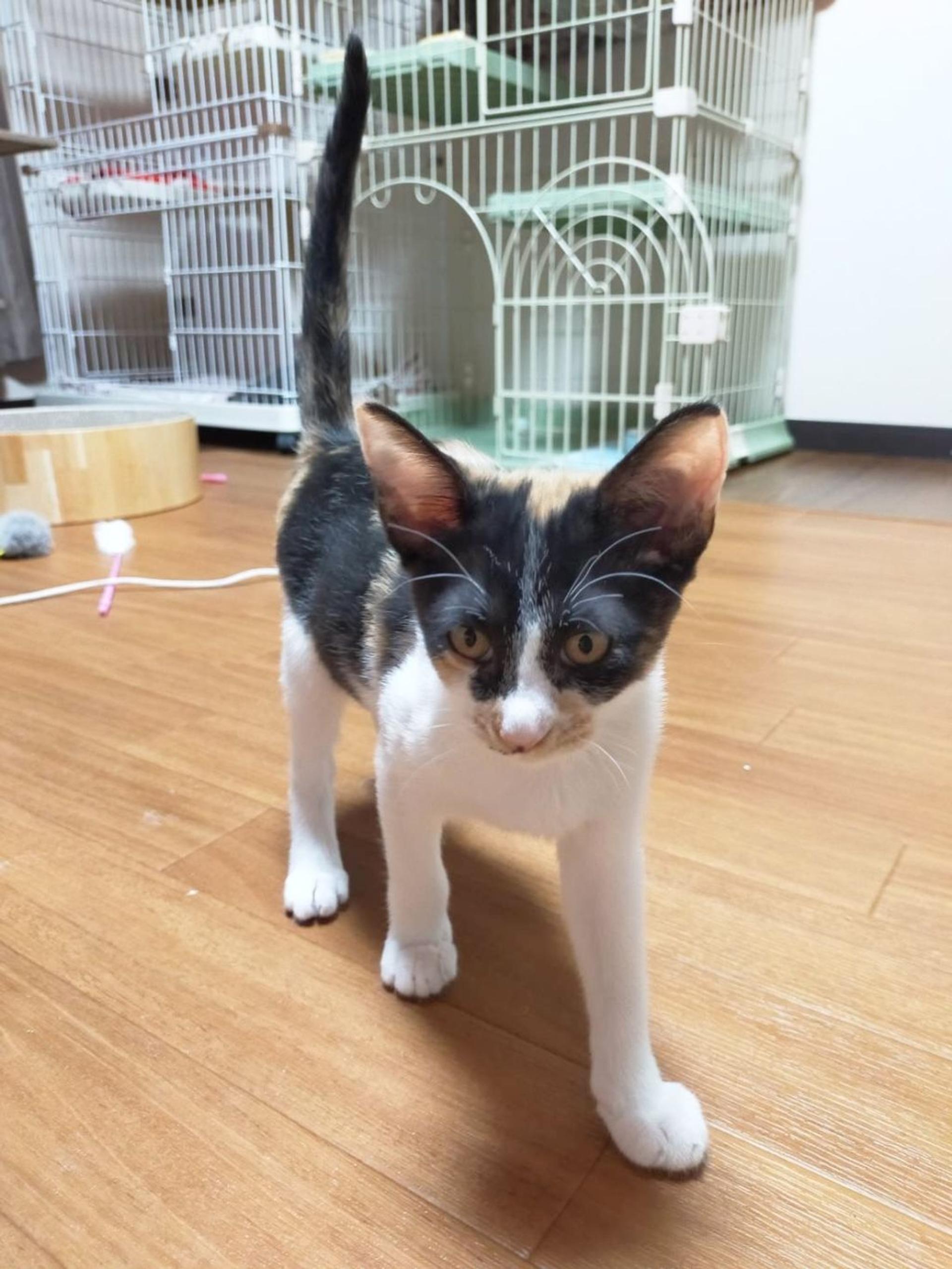 pet-image-4