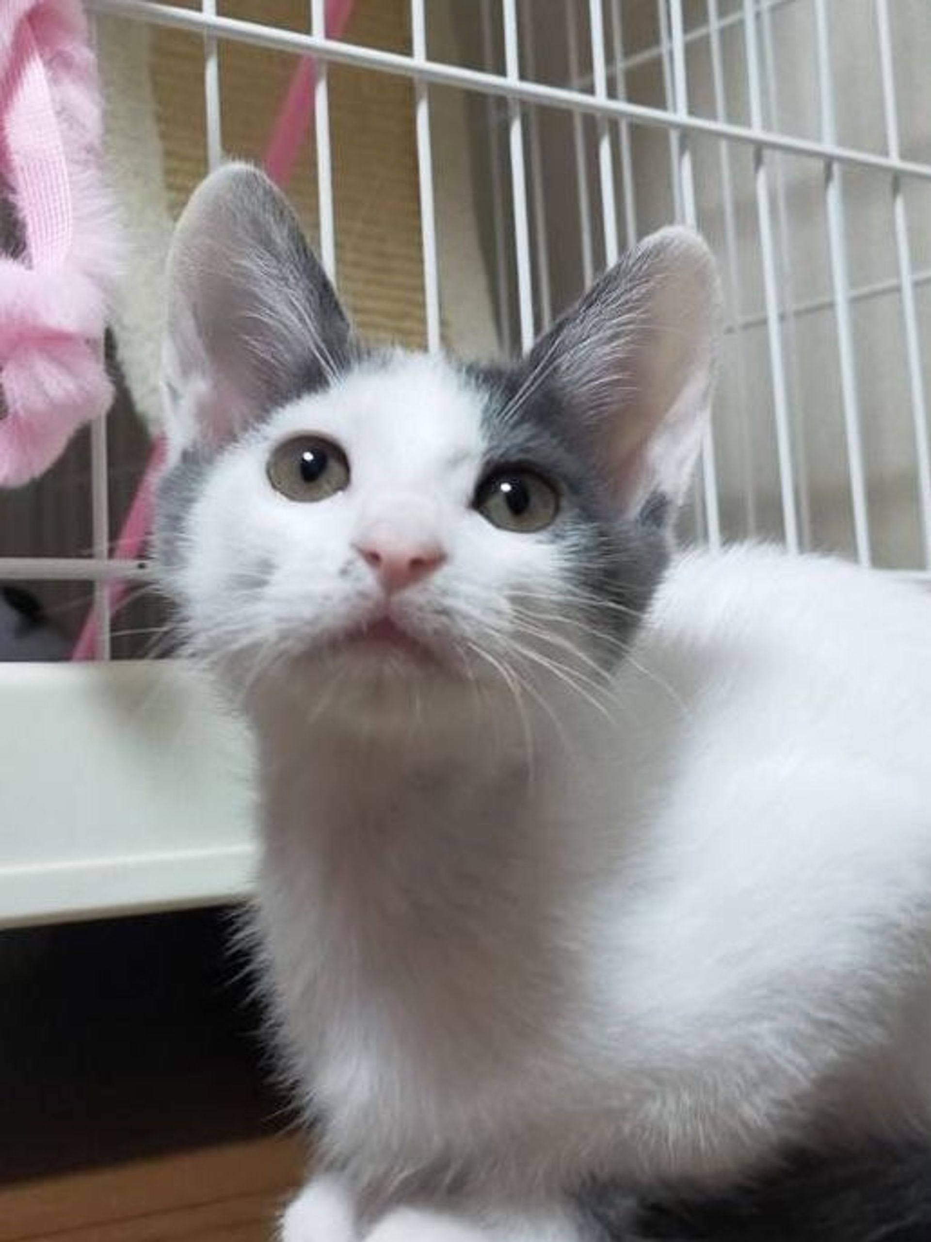 雑種（ミックス猫）・メスの里親募集の写真