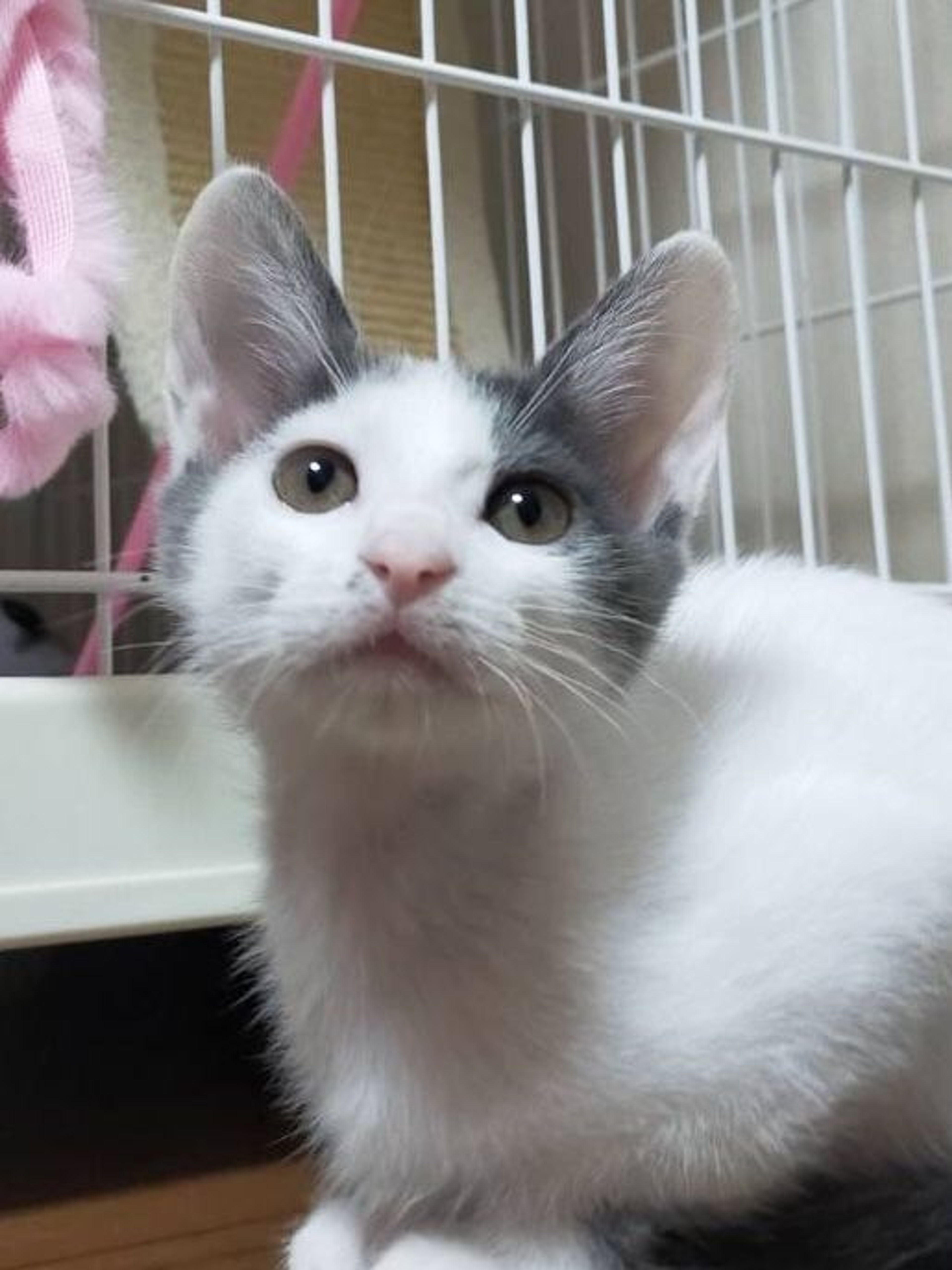 雑種（ミックス猫）・メスの里親募集の写真