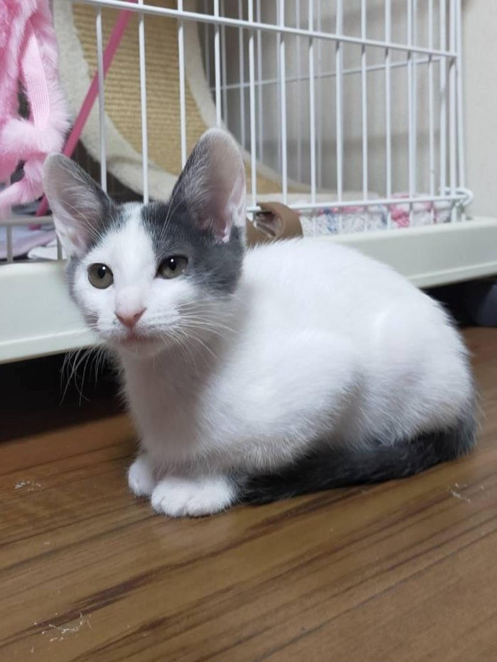 pet-image-2